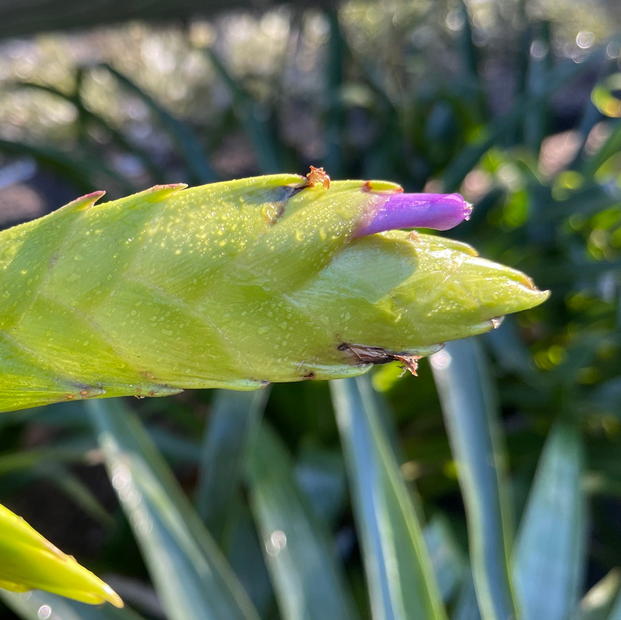 Tillandsia lajensis - Bird Rock Tropicals