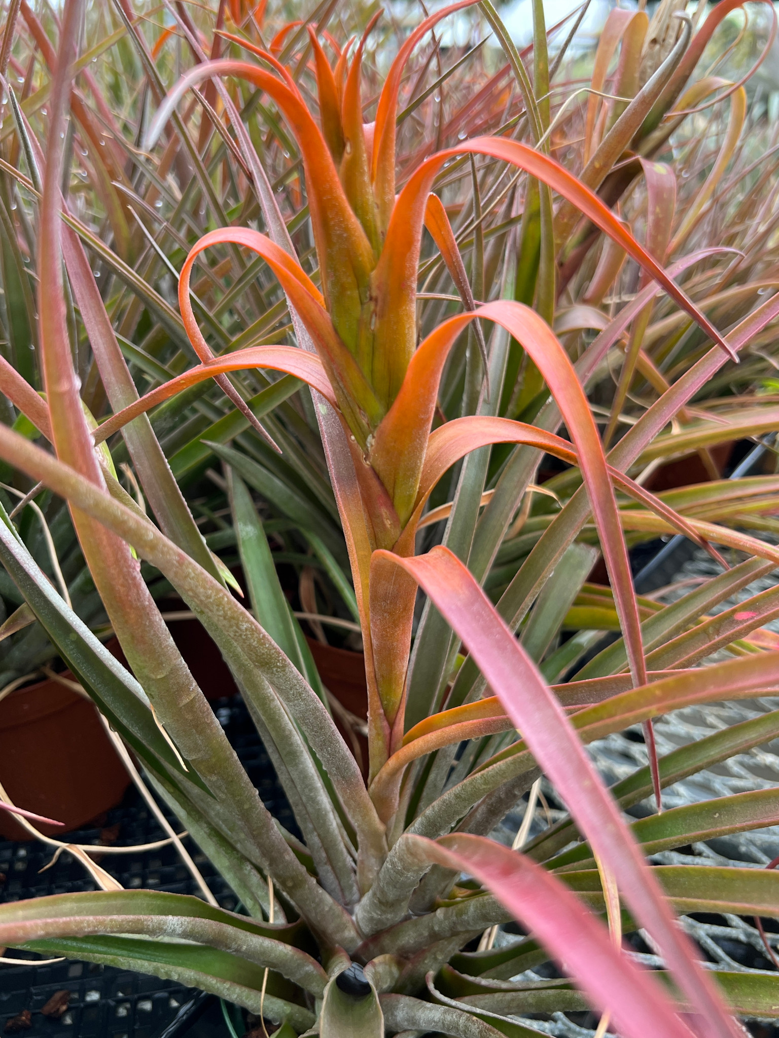 Tillandsia capitata 'Naranja' - Bird Rock Tropicals