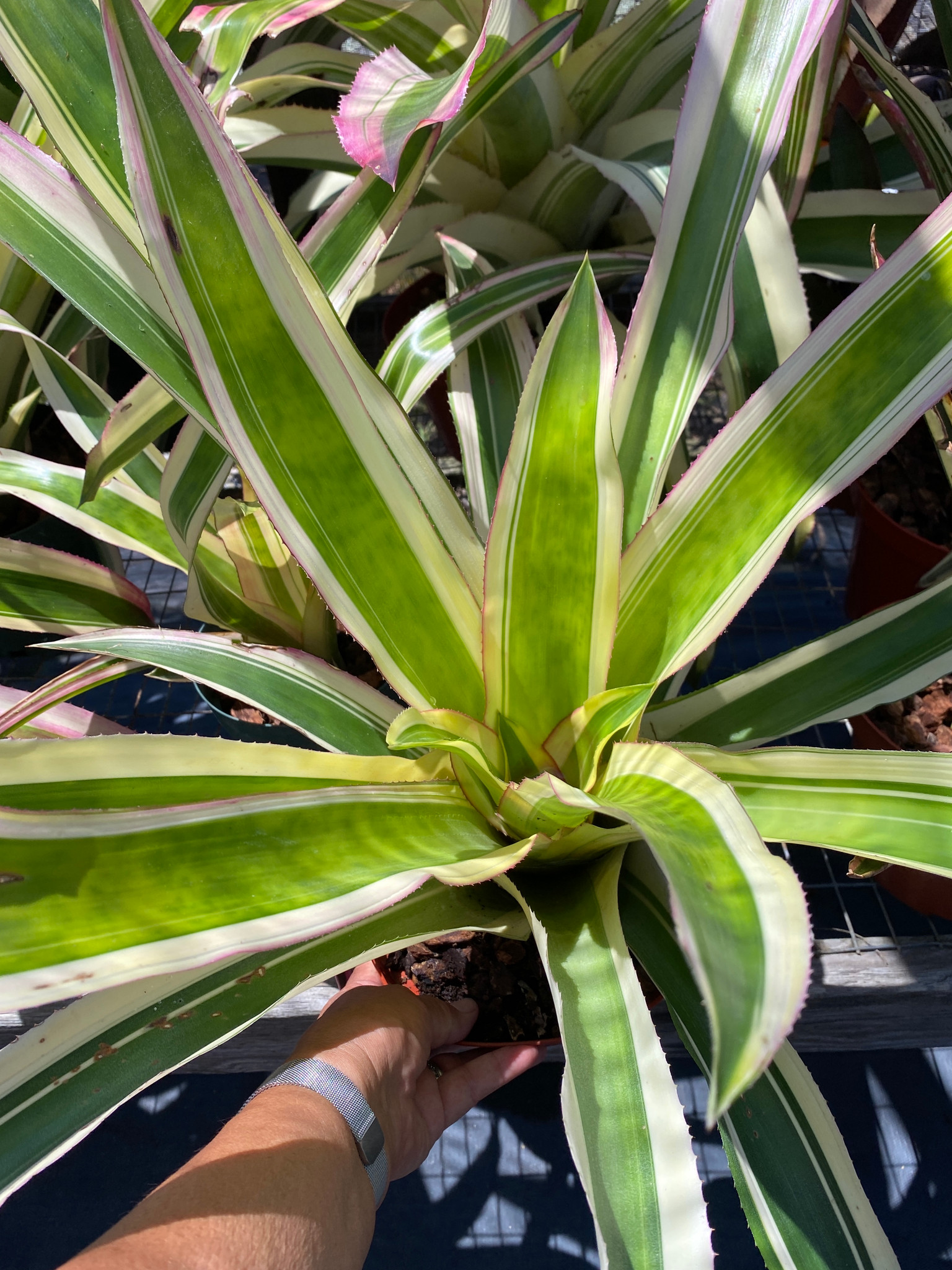 Aechmea mexicana 'Albo Marginata' - Bird Rock Tropicals
