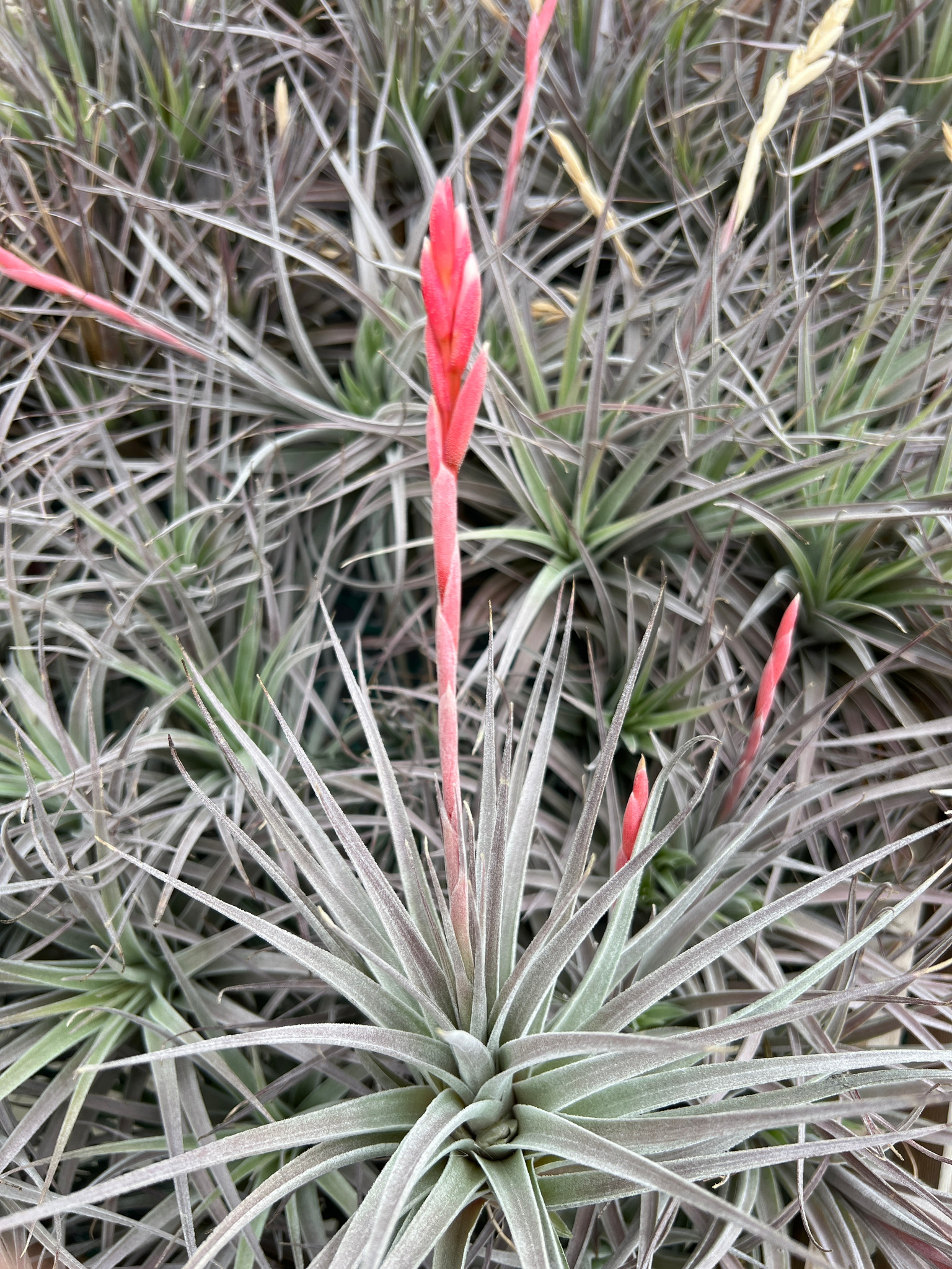 Tillandsia didisticha x pucaraensis - Bird Rock Tropicals