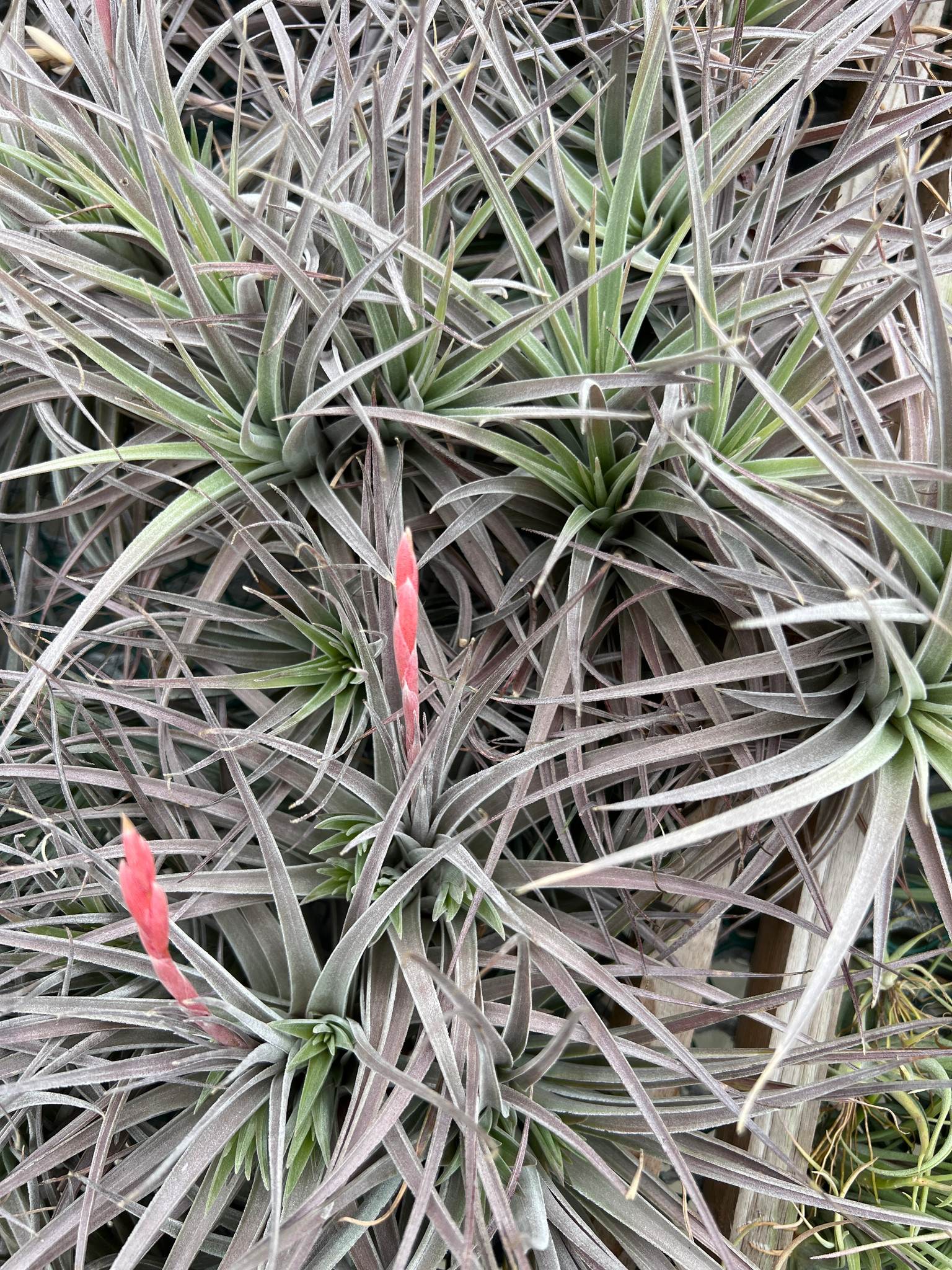 Tillandsia didisticha x pucaraensis - Bird Rock Tropicals
