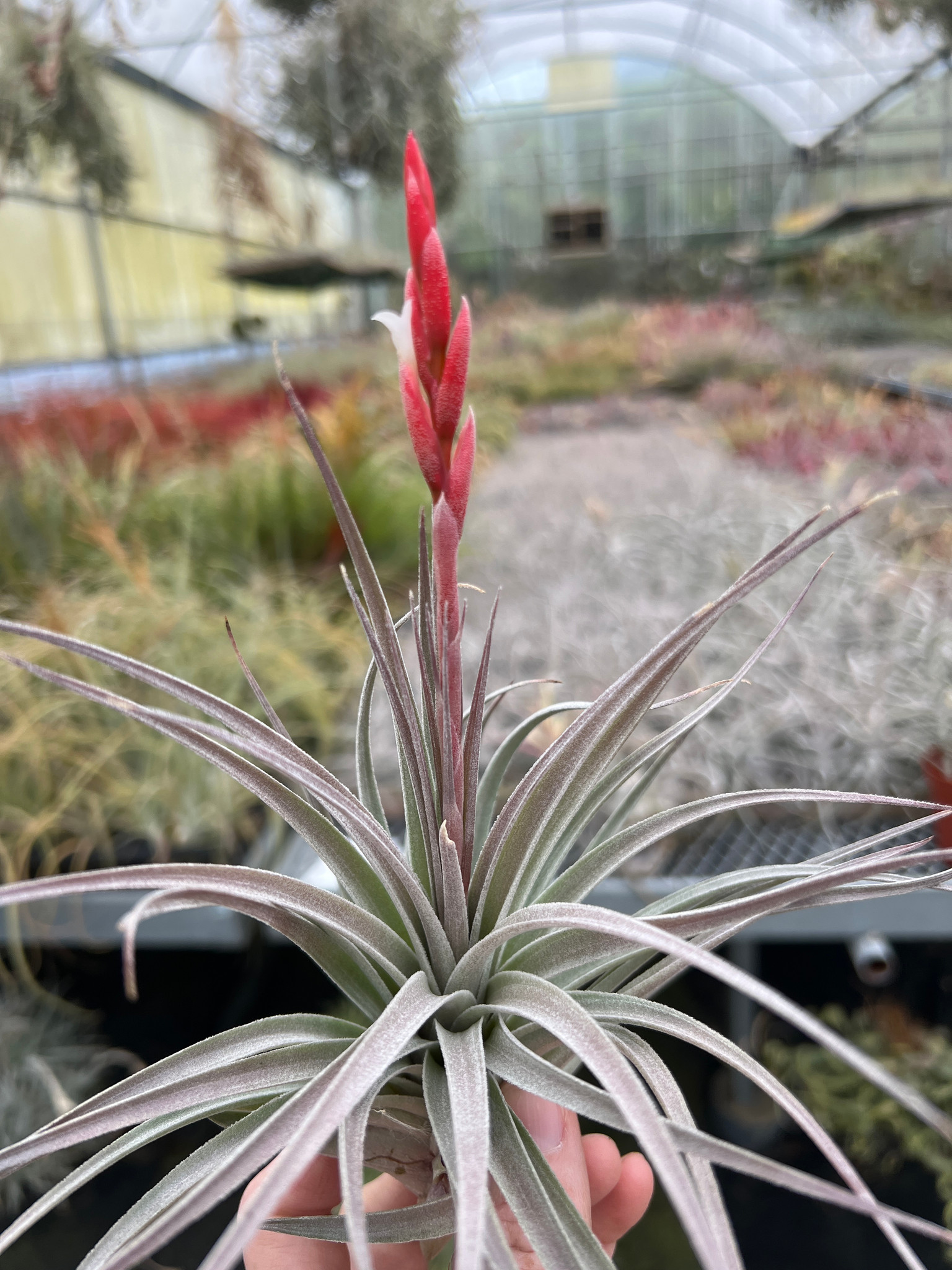 Tillandsia didisticha x pucaraensis - Bird Rock Tropicals