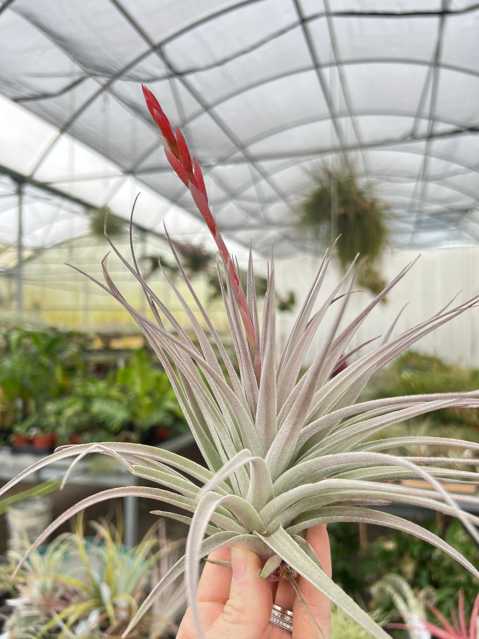 Tillandsia didisticha x pucaraensis - Bird Rock Tropicals