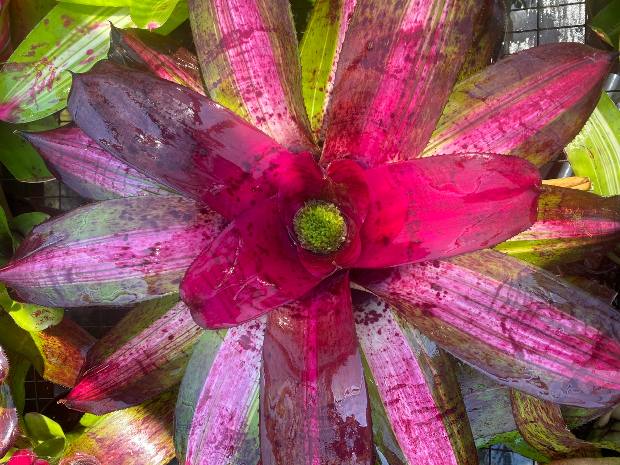 Neoregelia (carolinae x Painted Lady) x concentrica - Bird