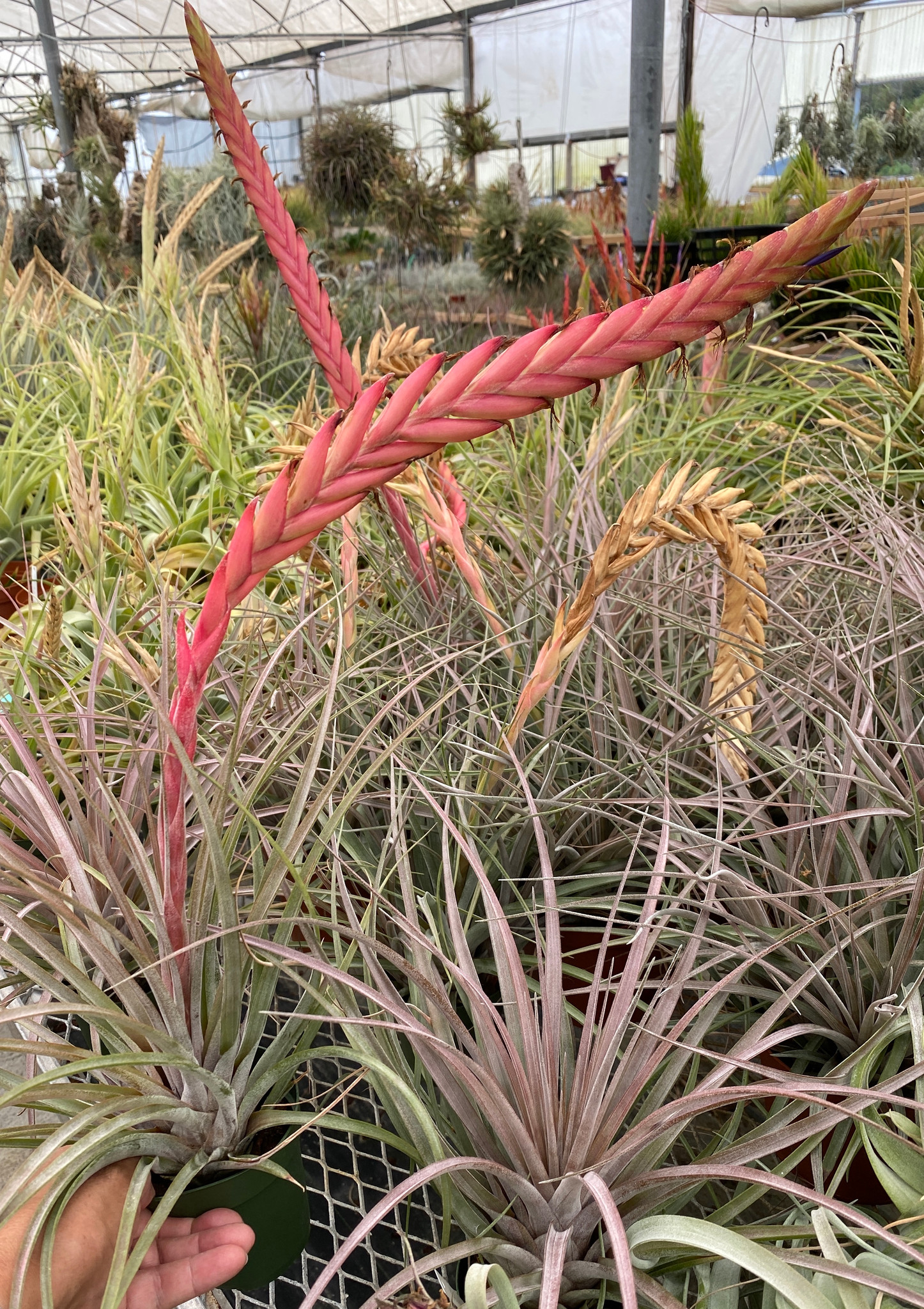 チランジア チアペンシス ジャイアント Tillandsia chiapensis Giant form チランジア・チアペンシス