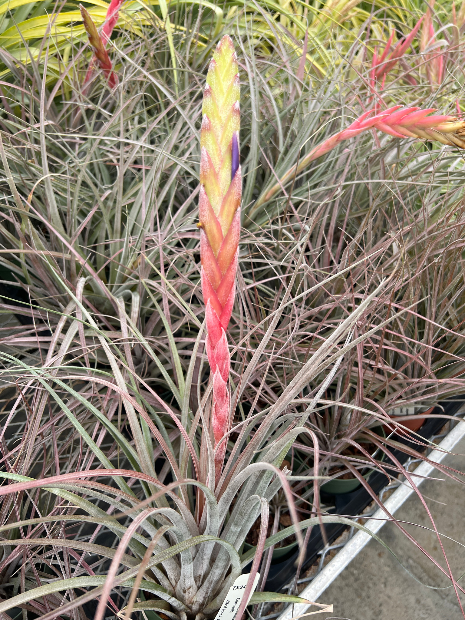 Tillandsia chiapensis (Giant) x ? - Bird Rock Tropicals