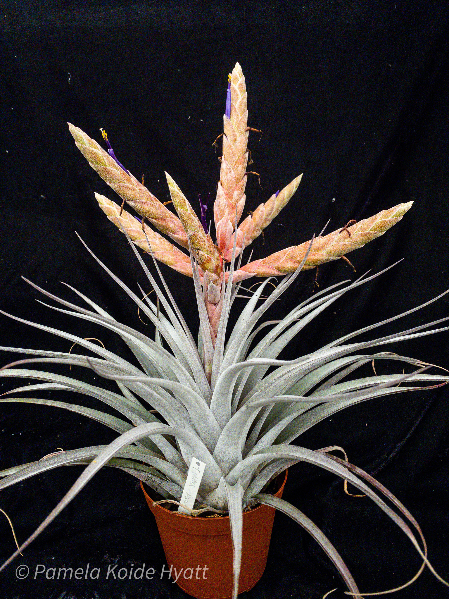ねずみTillandsia Tillandsia 'Ty' – Rainforest Flora