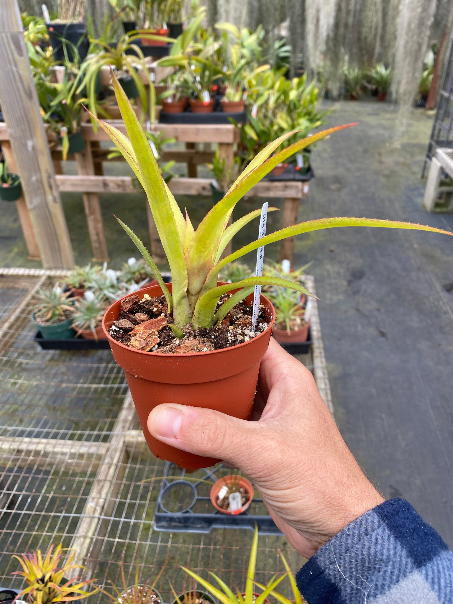 Aechmea Red Dragon - Bird Rock Tropicals