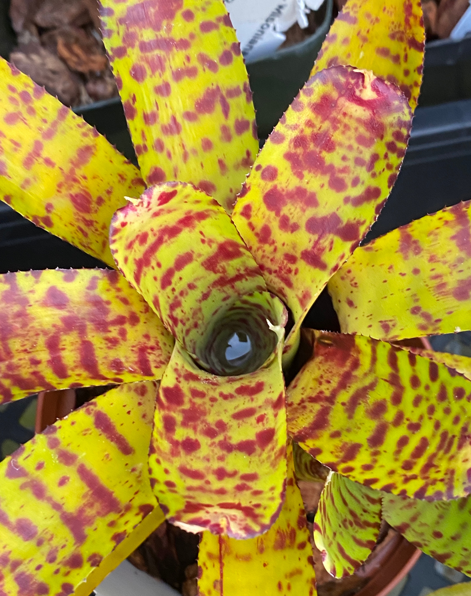 Neoregelia lilliputiana x ampullacea