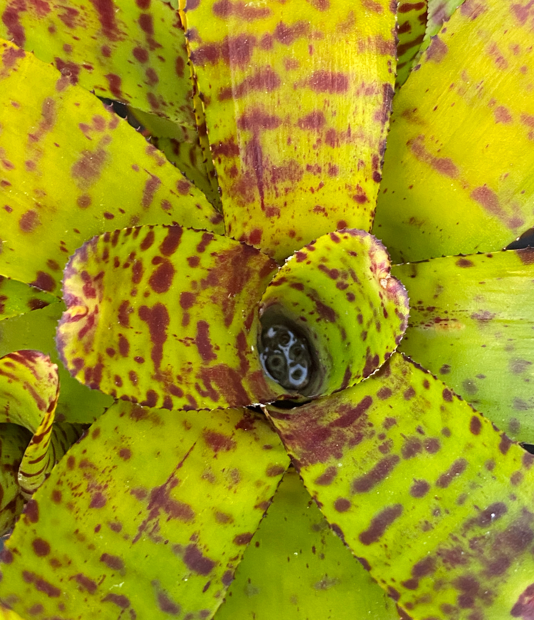 Neoregelia lilliputiana x ampullacea