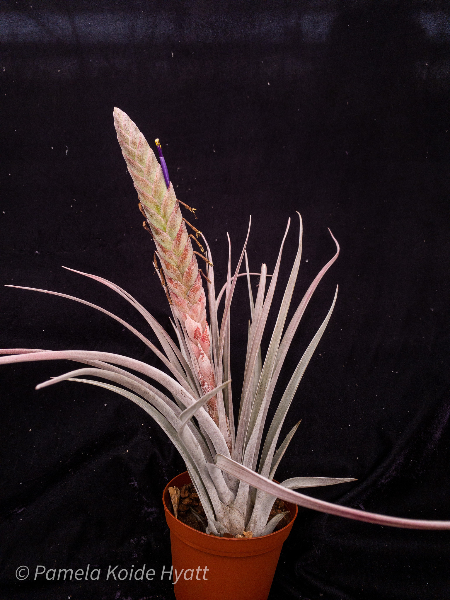 Tillandsia Bartolo