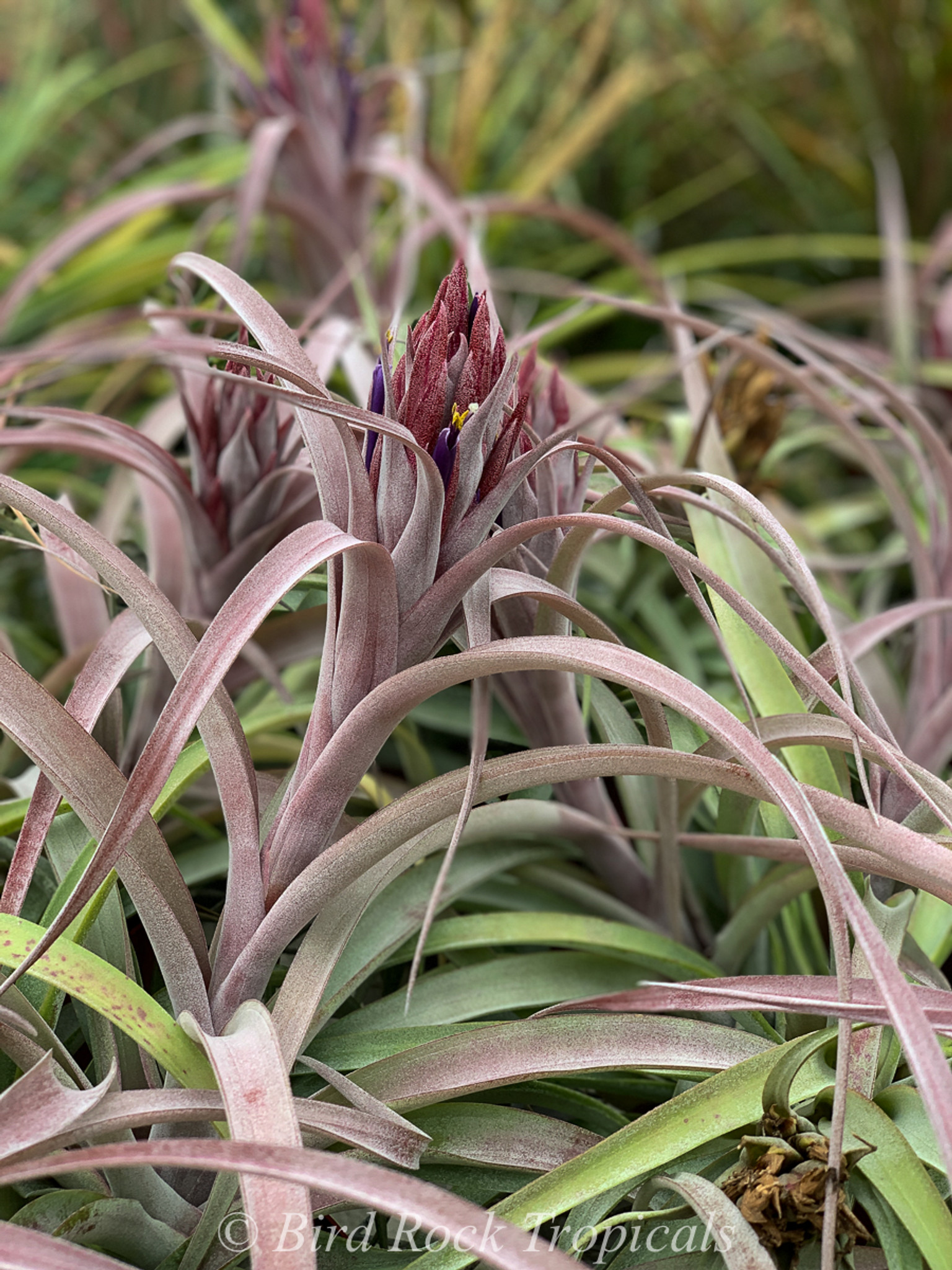 Tillandsia Raspberry Sorbet (T. capitata x achyrostachys)