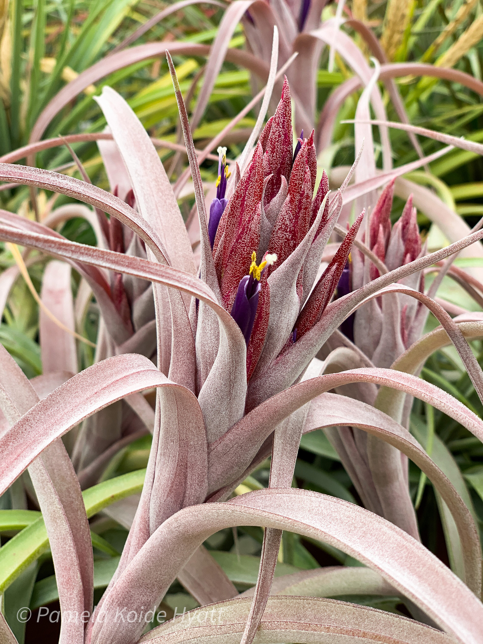 Tillandsia Raspberry Sorbet (T. capitata x achyrostachys) - Bird