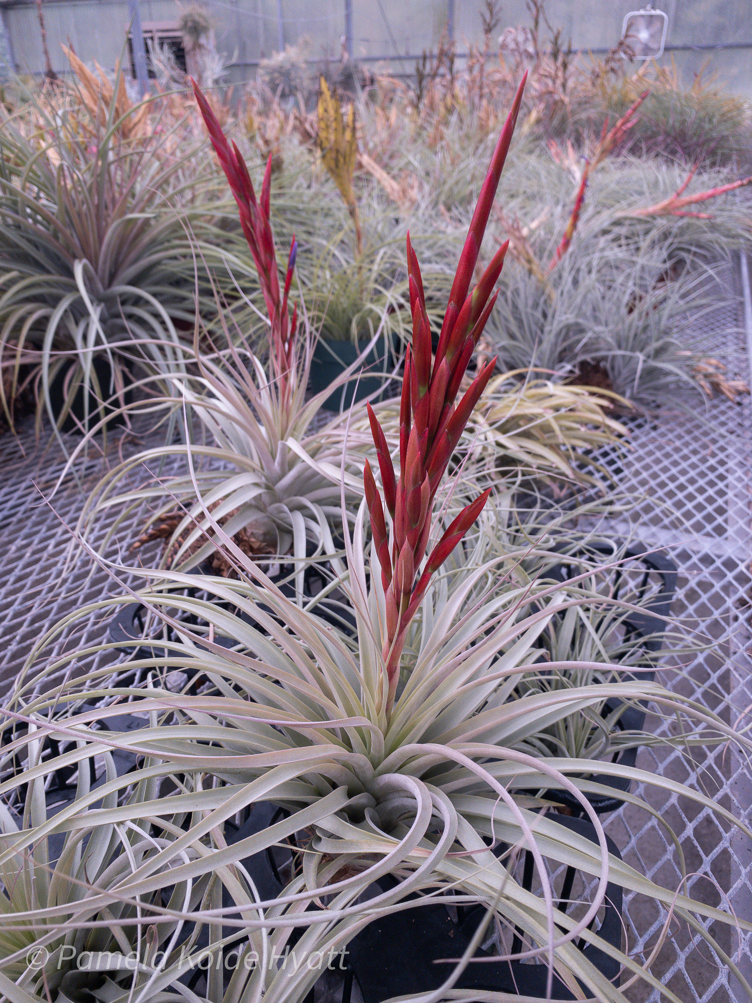 Tillandsia espinosae x xerographica - Bird Rock Tropicals