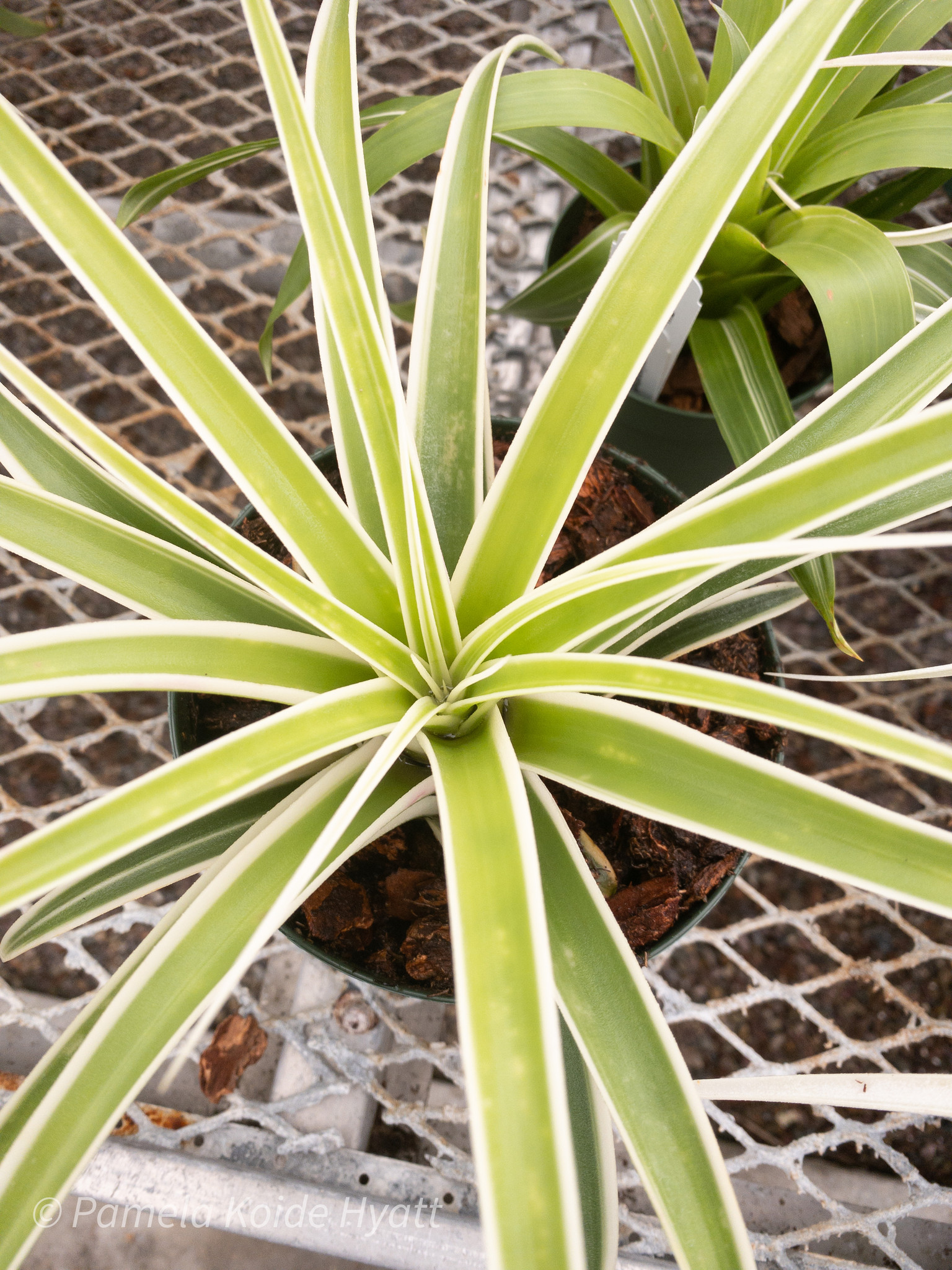 Tillandsia ‘Deborah Ann’（デボラアン） Tillandsia 'Deborah Ann' – Tropiflora