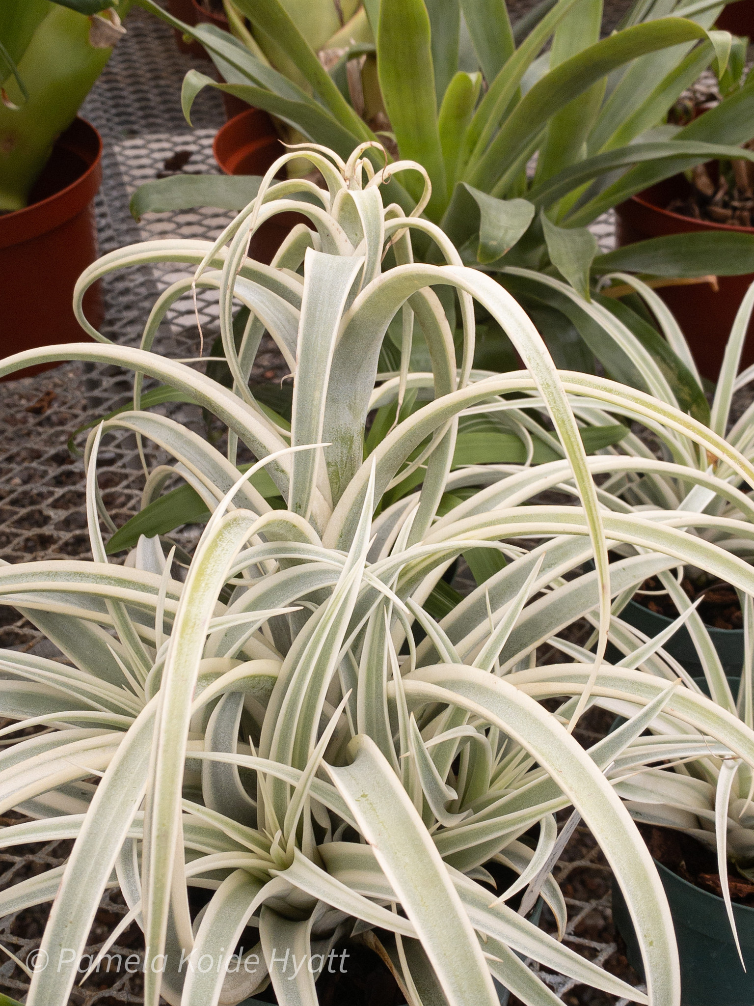 Tillandsia riohondoensis 'Deborah Ann' - Bird Rock Tropicals