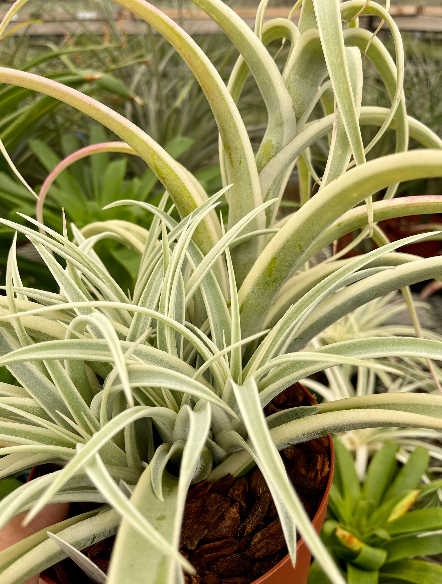 Tillandsia ‘Deborah Ann’（デボラアン） Tillandsia 'Deborah Ann' – Tropiflora