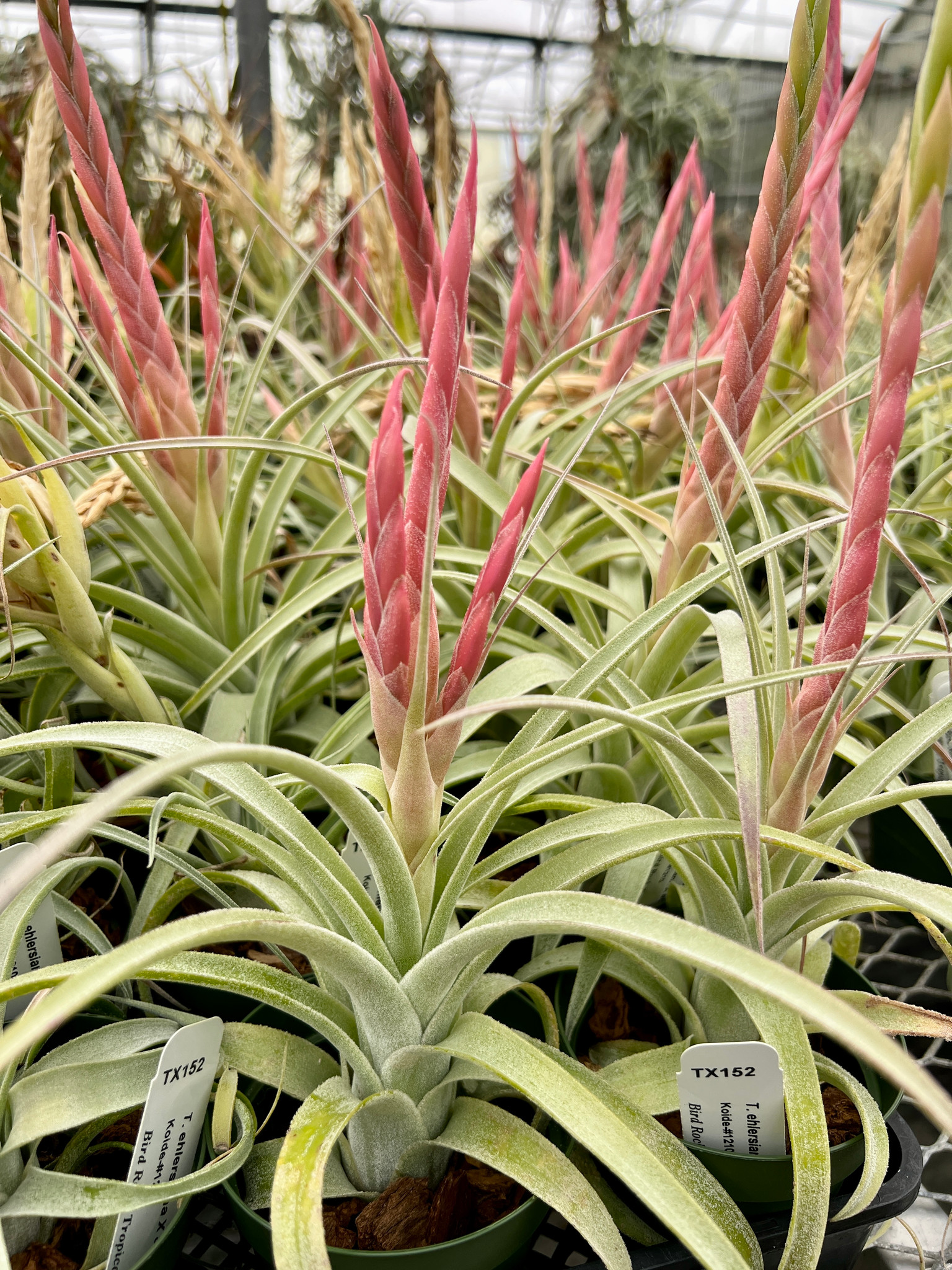 ☆ワンコインスタート☆ Tillandsia achyrostachys x streptophylla