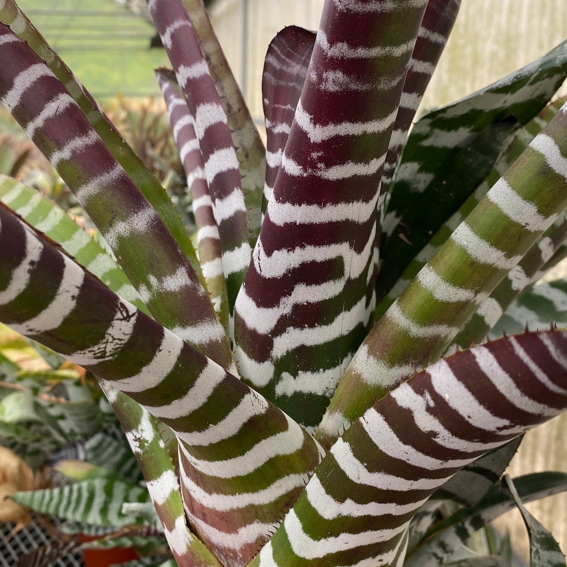 Aechmea Black Ice variegated □ Aechmea chantinii 'Black Ebony