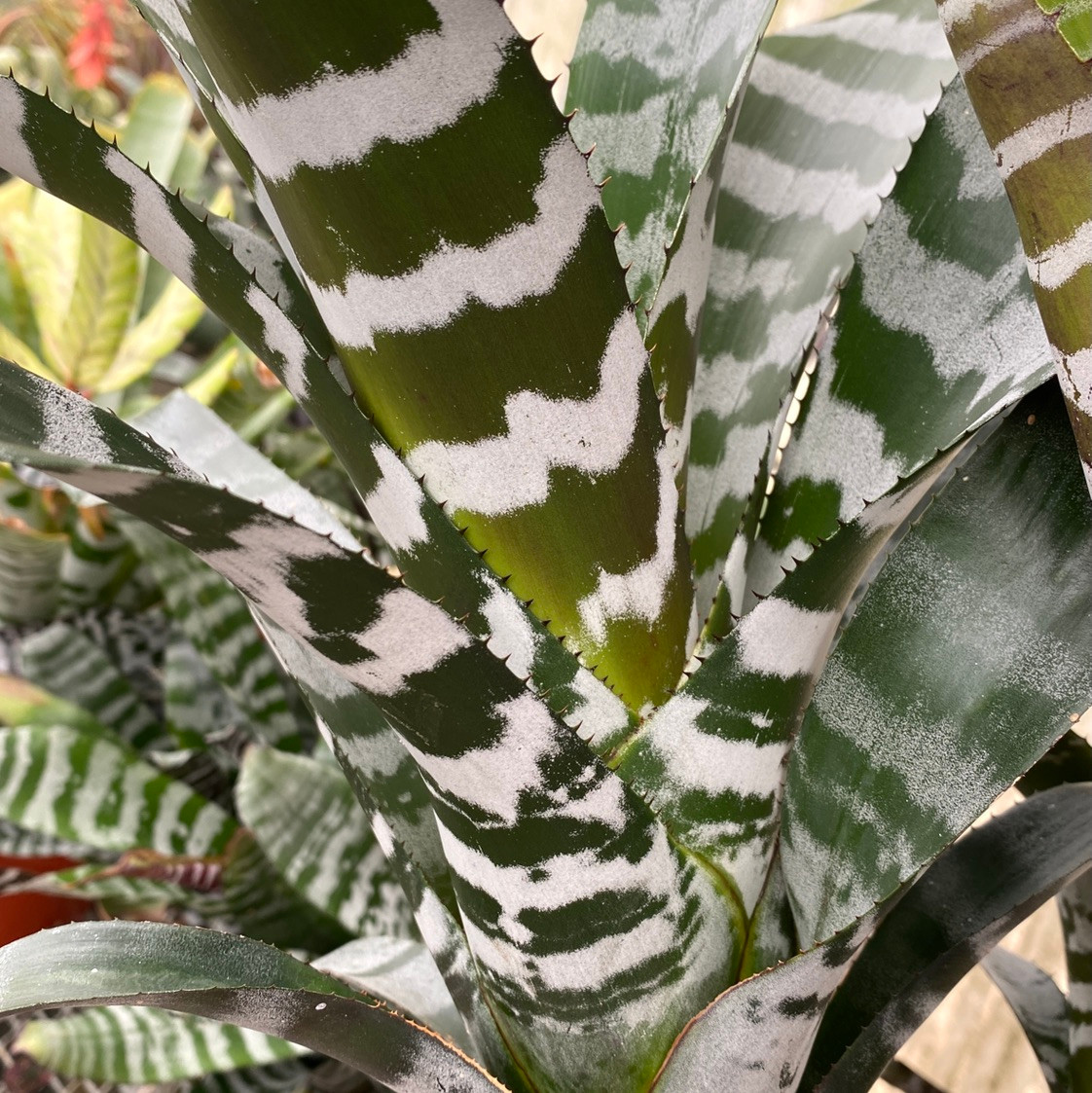 Aechmea chantinii 'Black' (Skotak) - Bird Rock Tropicals