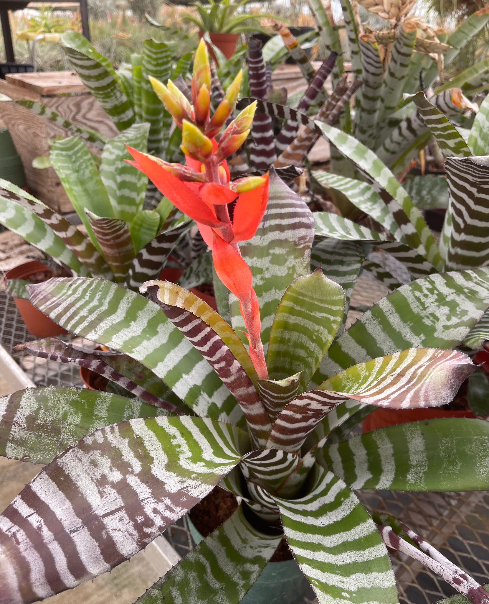 Aechmea chantinii 'Black' (Skotak) - Bird Rock Tropicals