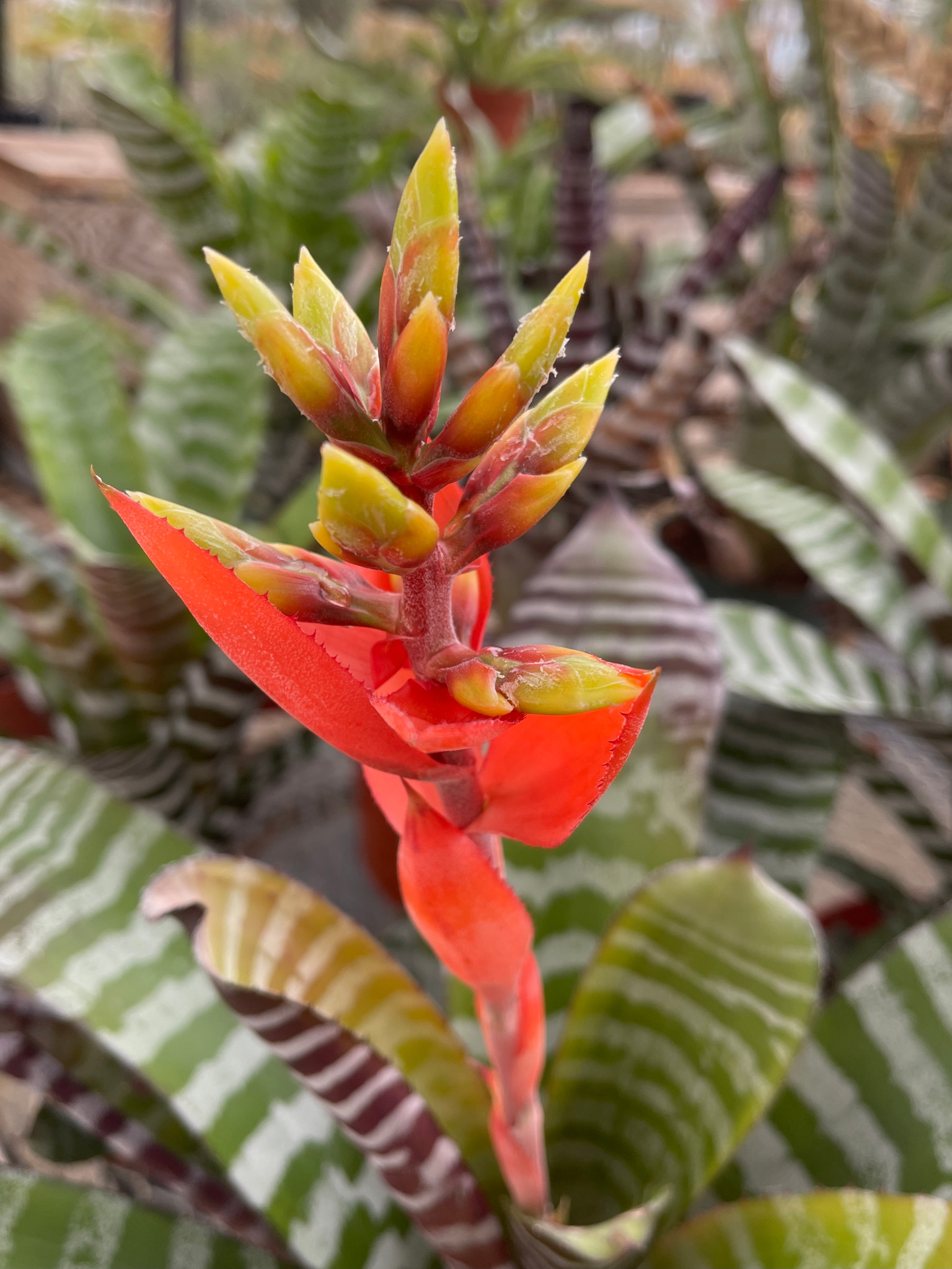 Aechmea chantinii 'Black' (Skotak) - Bird Rock Tropicals