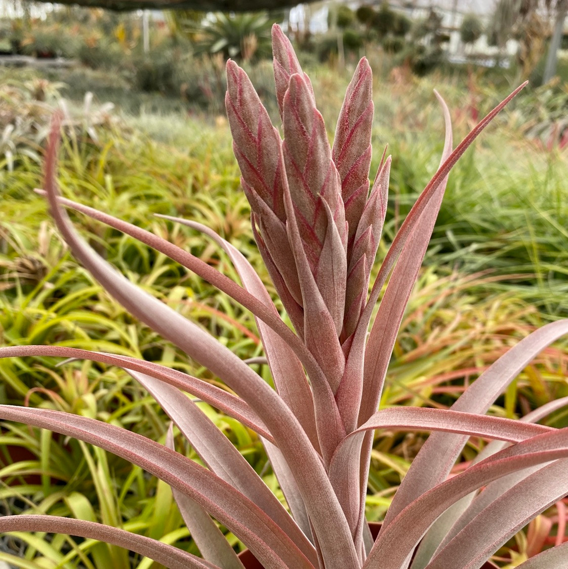 Tillandsia fasciculata x capitata (red) - Thumbnail 3