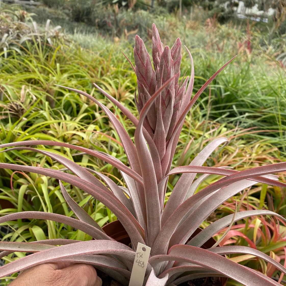 Tillandsia fasciculata x capitata (red) - Thumbnail 2