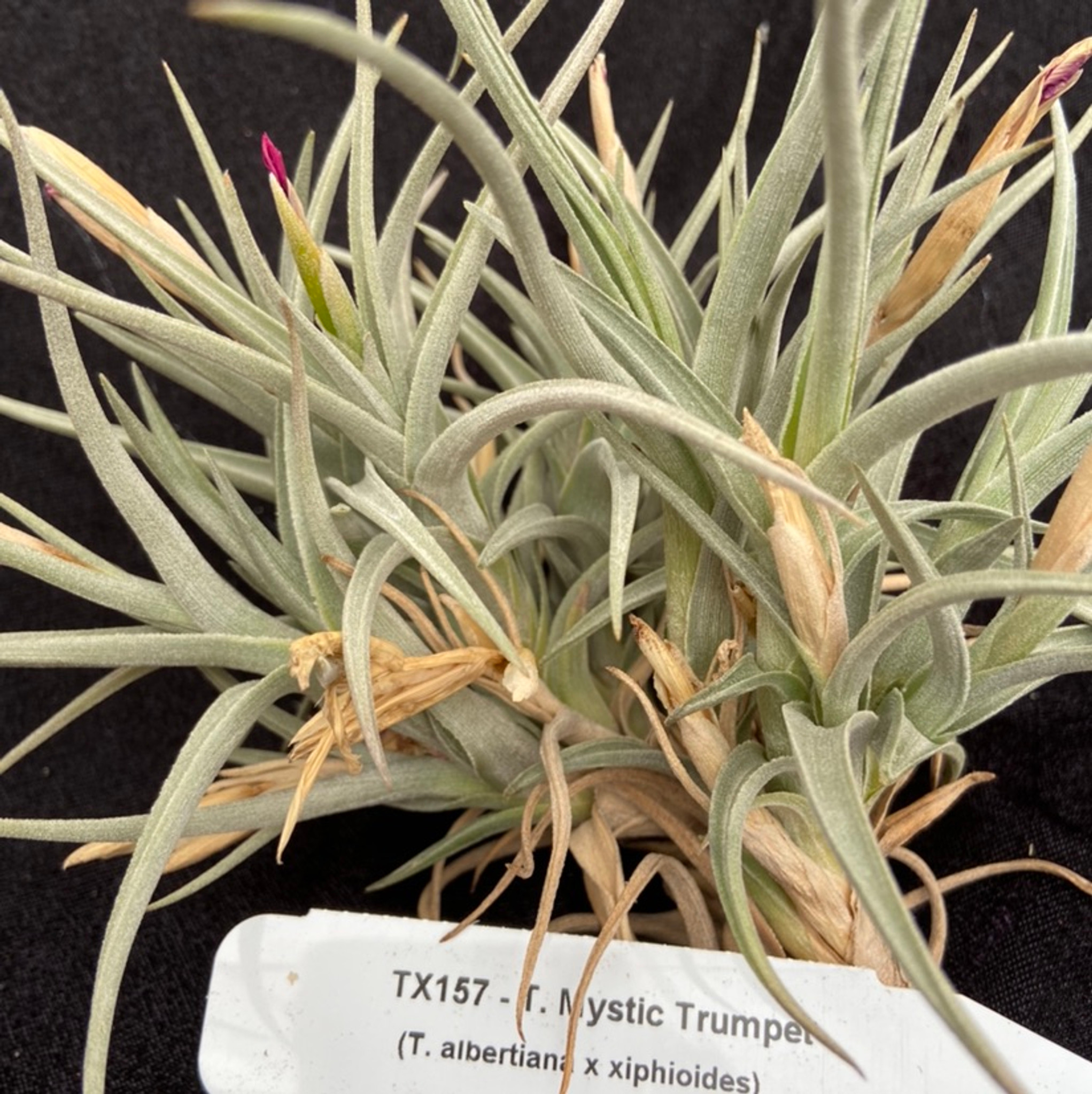 Tillandsia Mystic Trumpet (T. albertiana x xiphioides