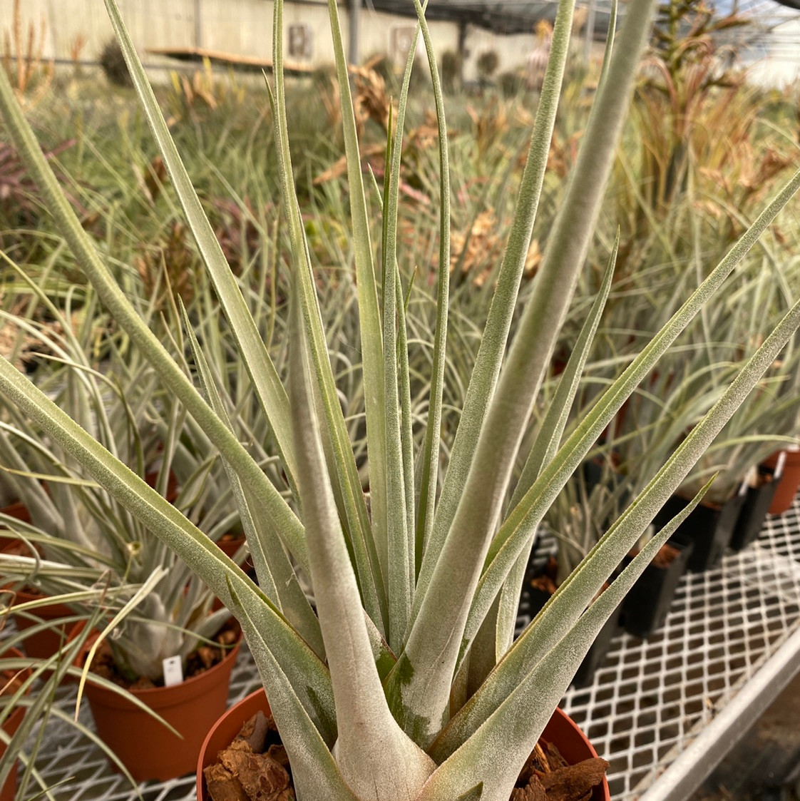 Tillandsia carlsoniae x ehlersiana - Bird Rock Tropicals