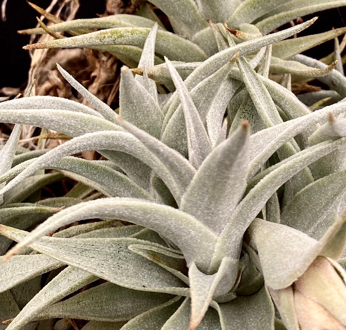 Tillandsia edithae, Silver form - Bird Rock Tropicals