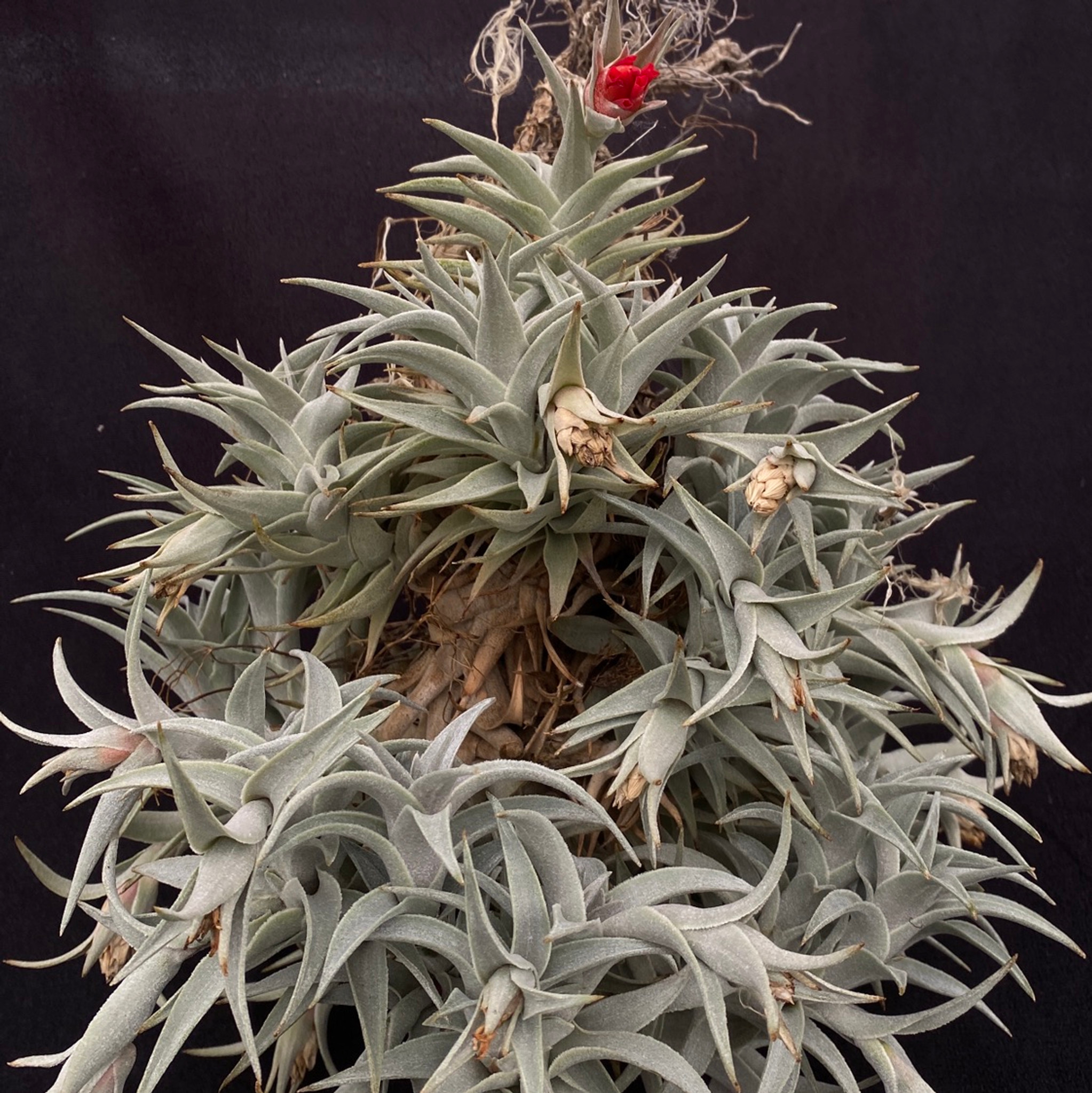 Tillandsia edithae, Silver form