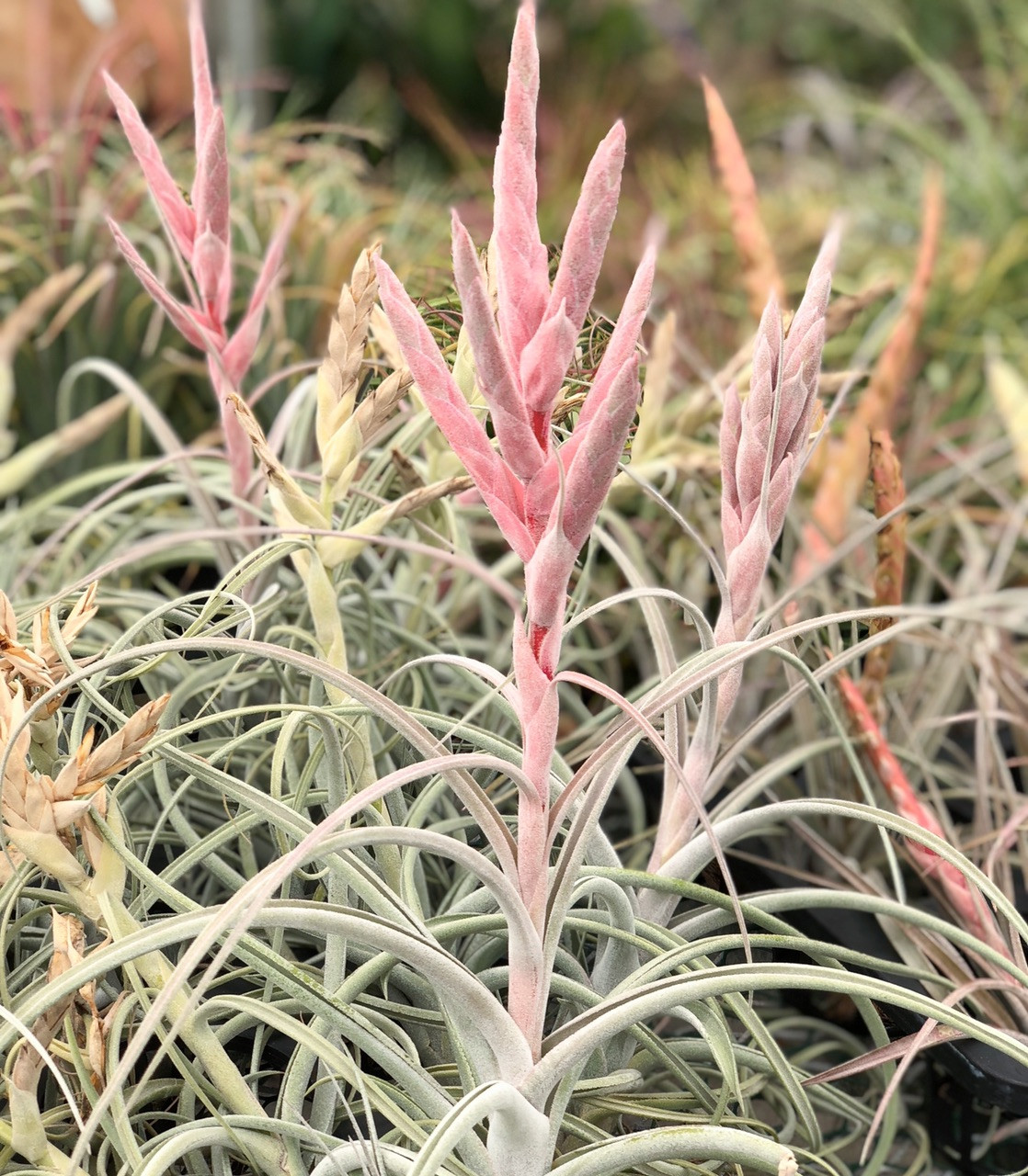 Tillandsia Snow Princess (T. exserta X paucifolia)