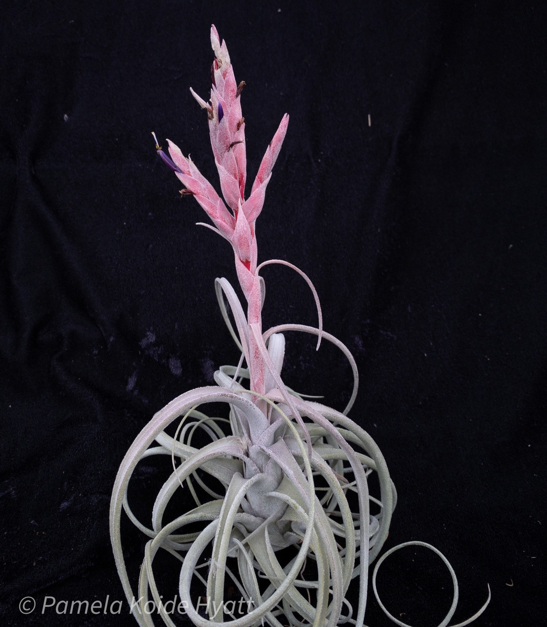 Tillandsia paucifolia \'Snow White\' x T.streptophylla パウシ スノーホワイトxストレプトフィ■エアプランツTI★第四種送料無料★税別1円 Tillandsia Snow paucifolia : streptophylla blog Tillandsia paucifolia \'Snow White\' x T.streptophylla パウシ スノーホワイトxストレプトフィ■エアプランツTI★第四種送料無料★税別1円 Tillandsia Snow paucifolia : streptophylla blog