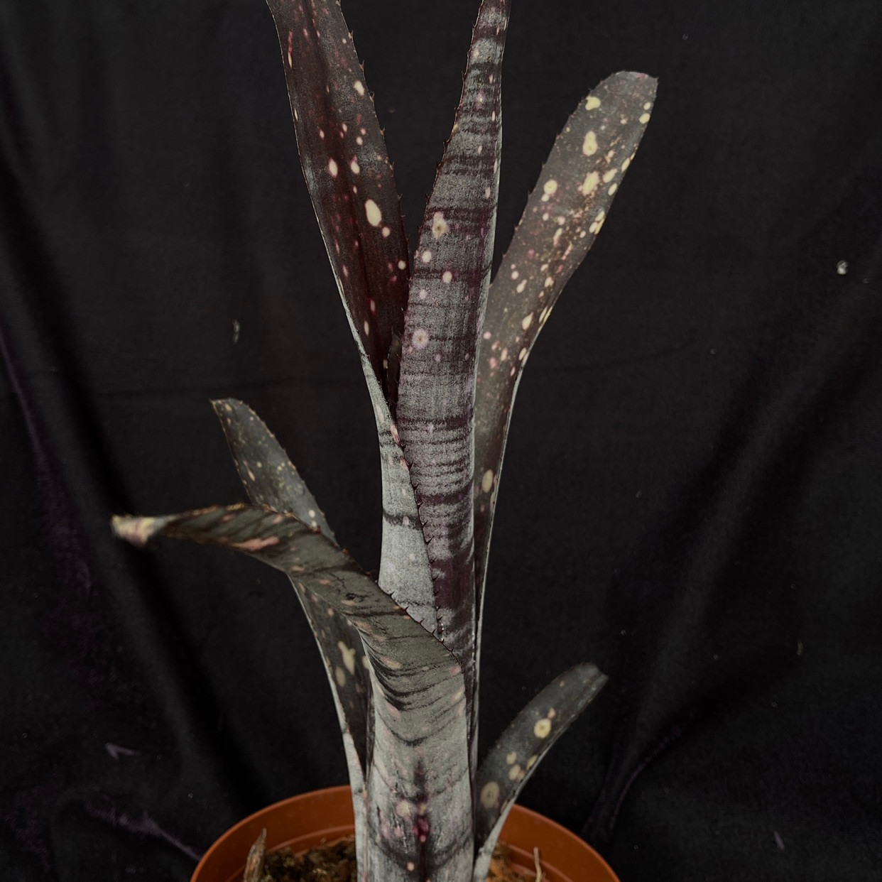 Billbergia Mad Max - Bird Rock Tropicals