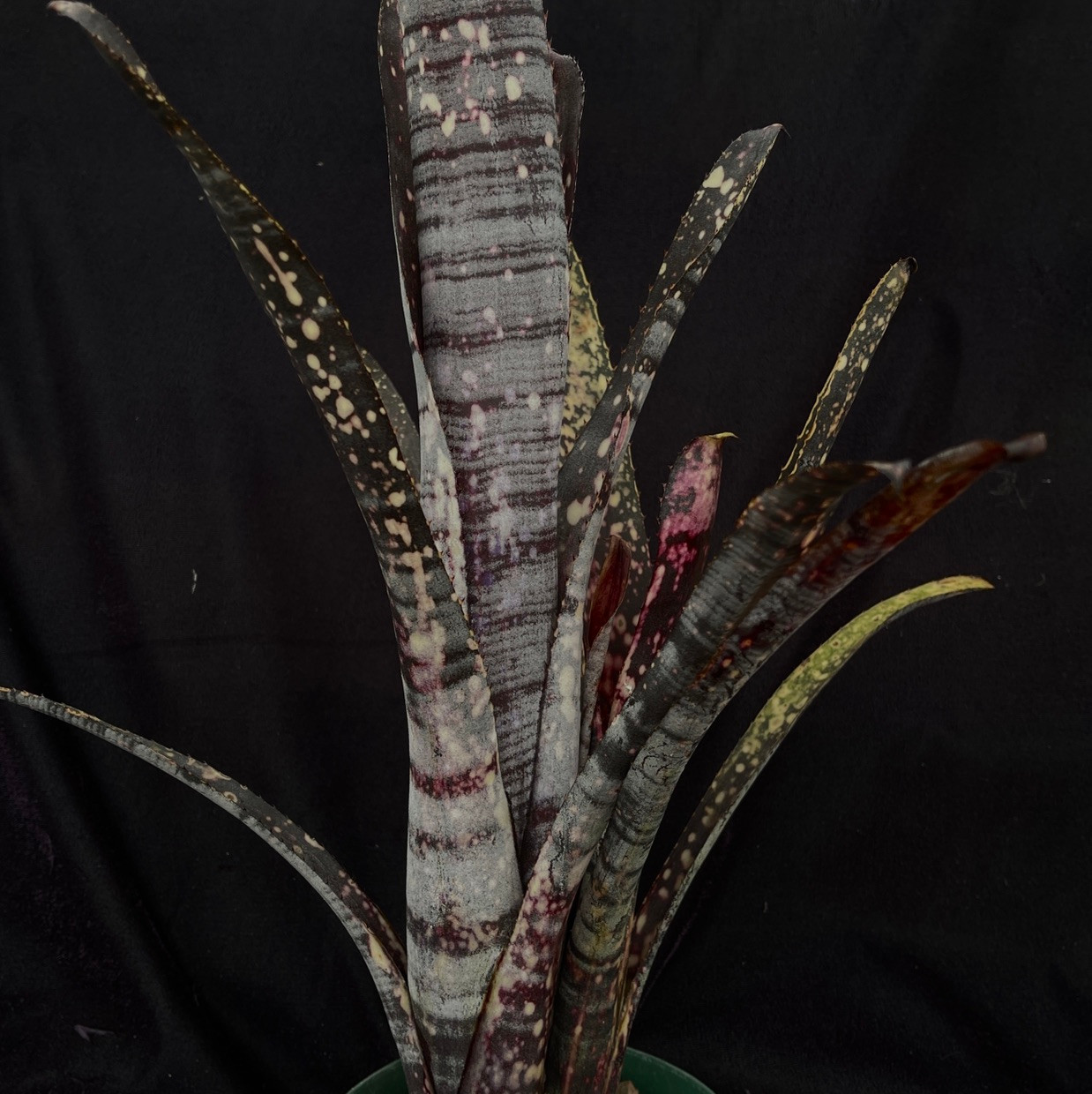 (期間限定)Billbergia 'Mad Max' Billbergia Mad Max - Bird Rock Tropicals