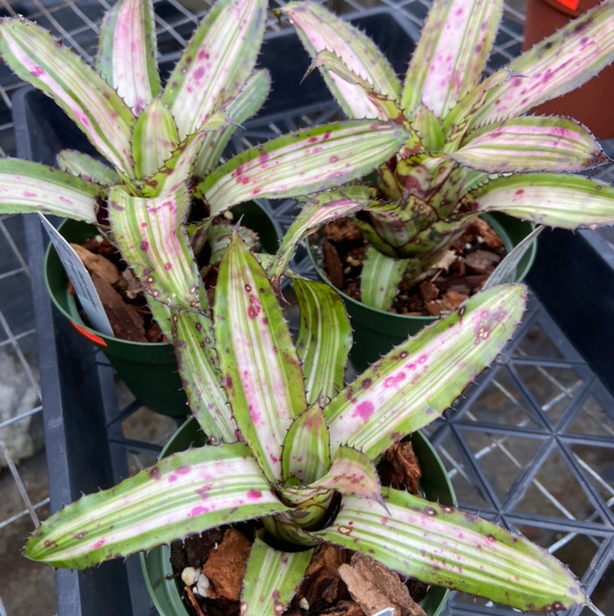 ブロメリア・エアープランツ Aechmea Orlandiana Ensign Reverse Aechmea orlandiana 'Ensign' (reverse) - Bird Rock Tropicals