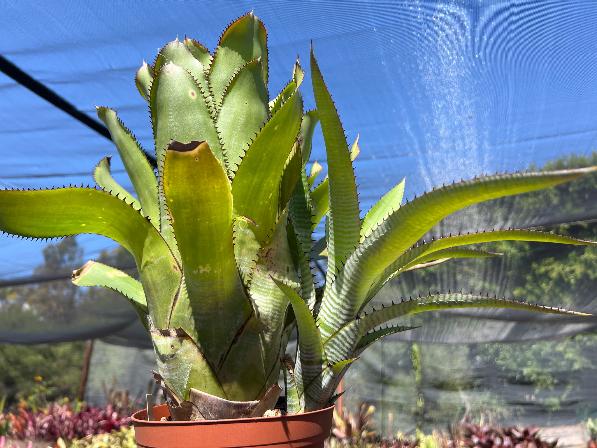 Aechmea phanerophlebia - Bird Rock Tropicals