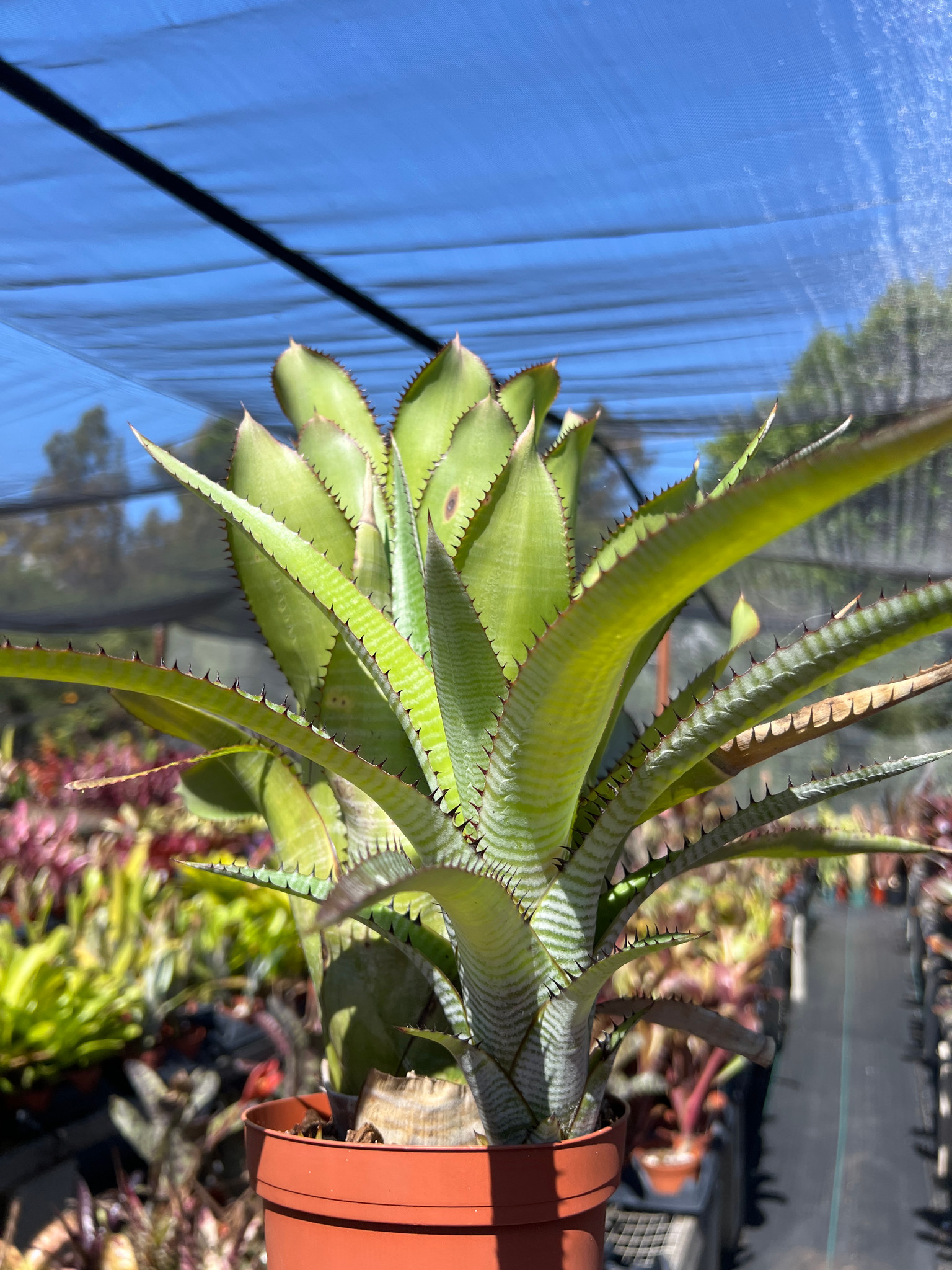 ブロメリア・エアープランツ Aechmea phanerophlebia 'Inland Form' Aechmea phanerophlebia - Bird Rock Tropicals