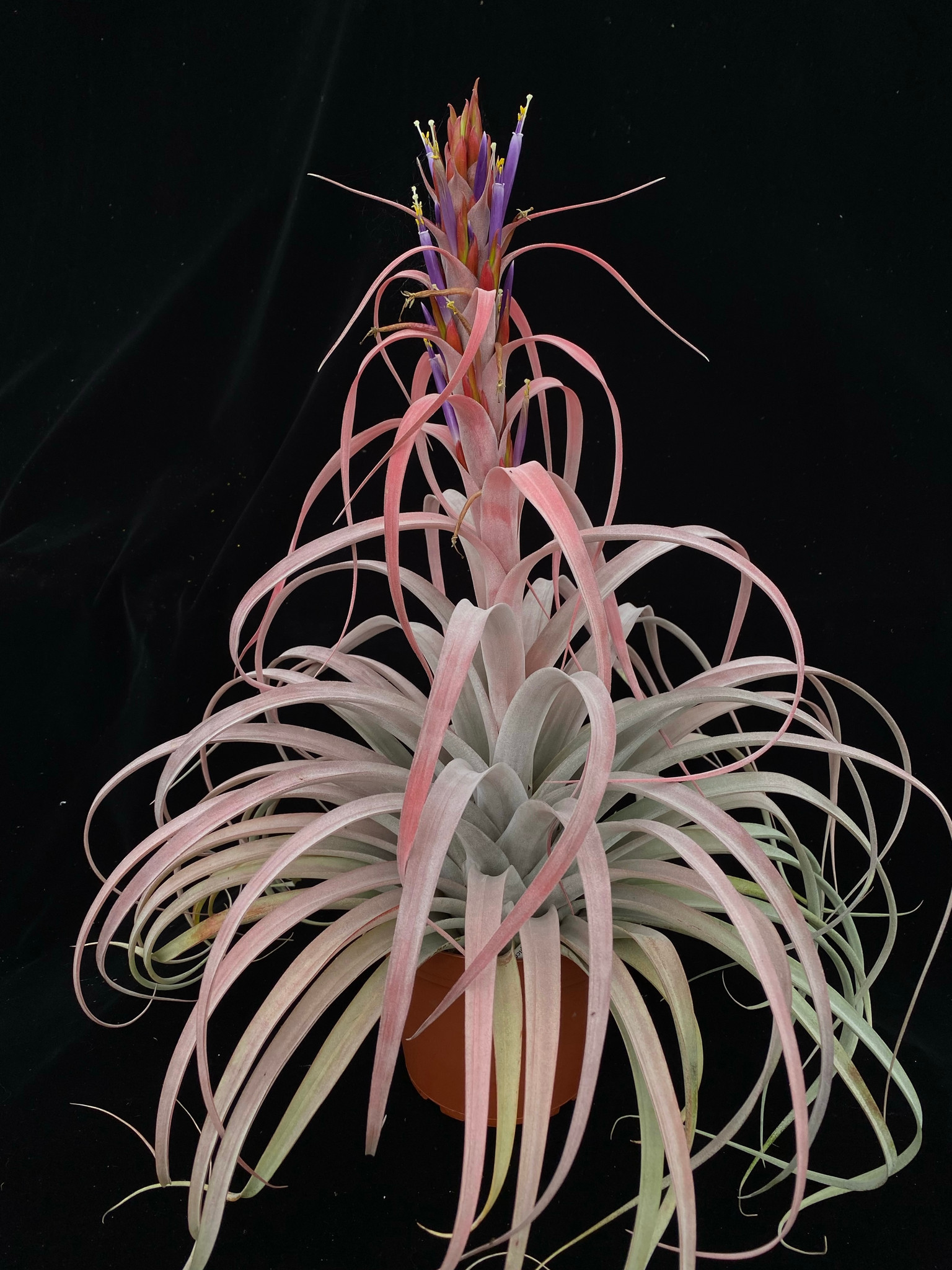 ヒルタ Tillandsia Tillandsia El Rancho (T. capitata x xerographica) CITES