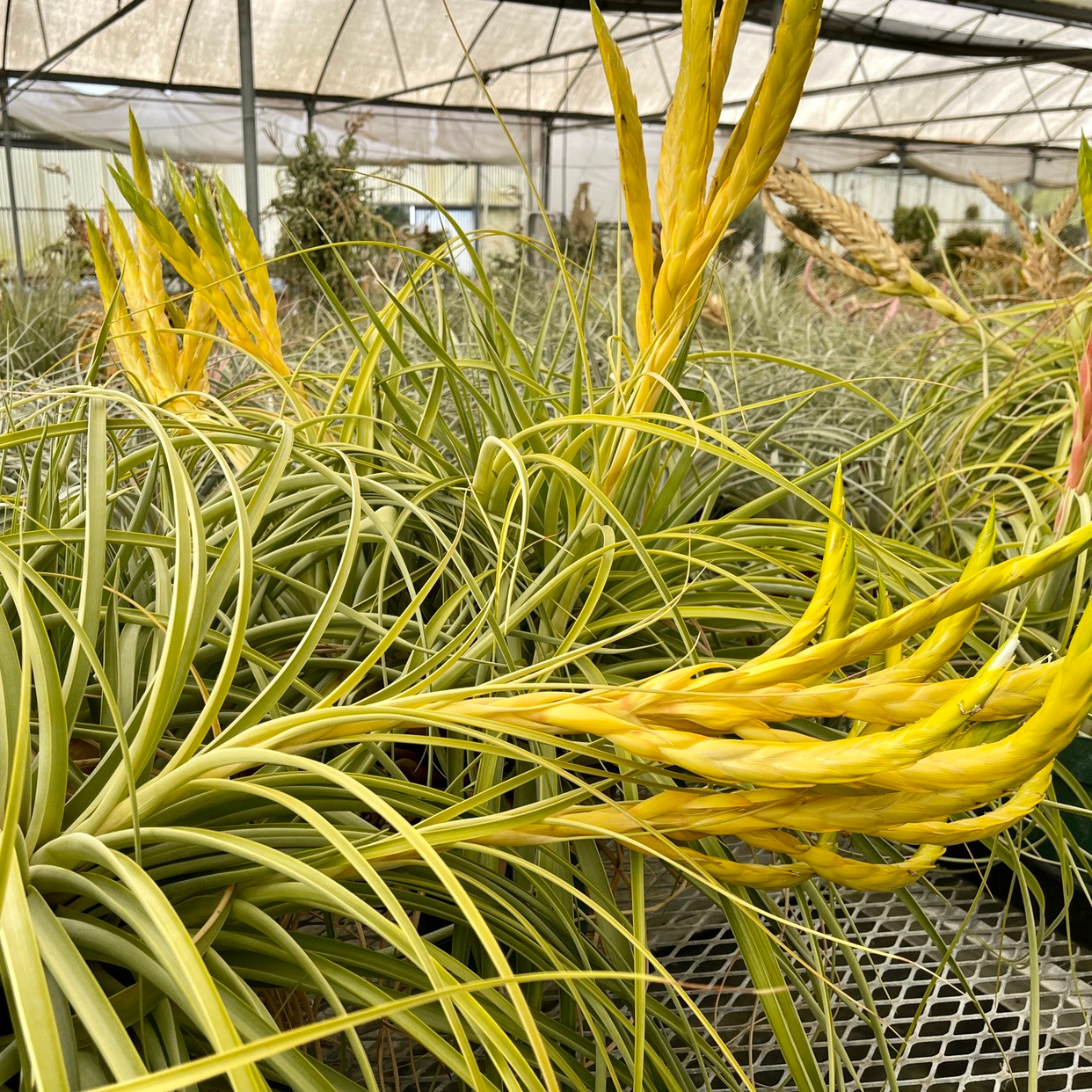 Tillandsia Solar Flare - Bird Rock Tropicals