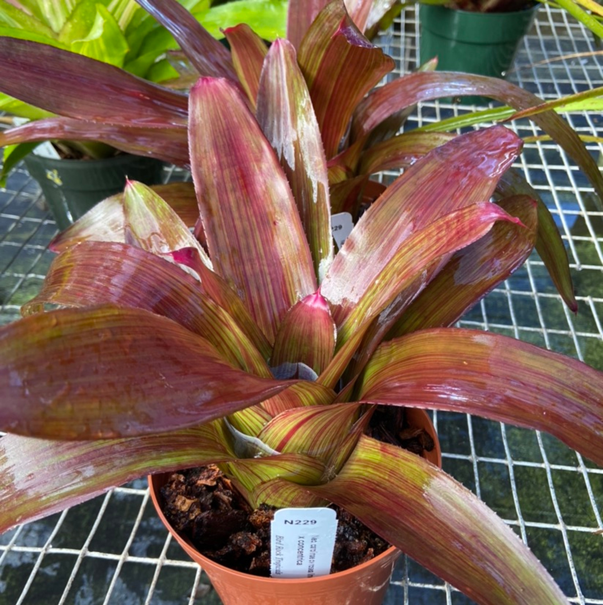 Neoregelia carolinae cv. rosea lineata x concentrica - Bird
