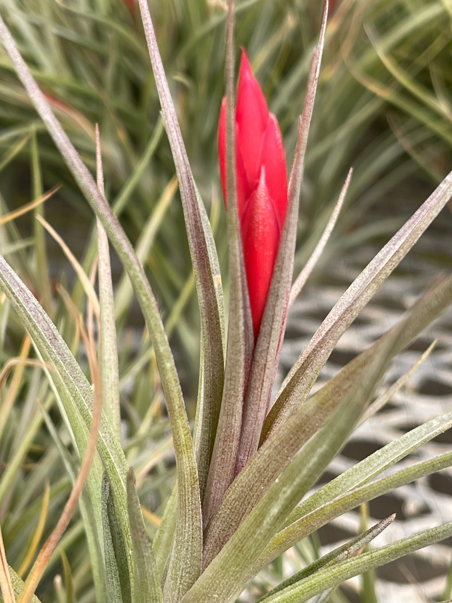 Tillandsia caulescens x aeranthos - Bird Rock Tropicals