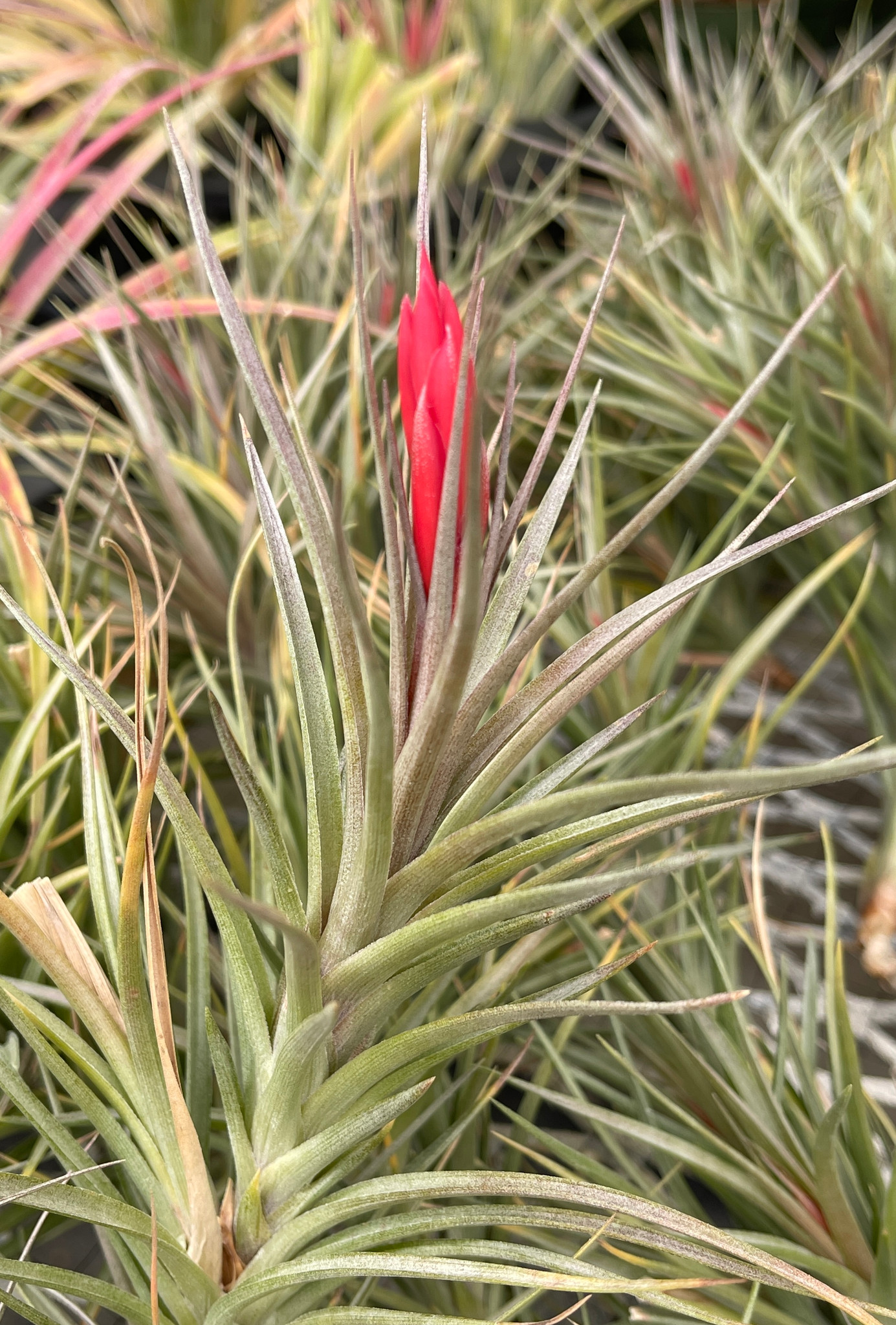 Tillandsia caulescens x aeranthos - Bird Rock Tropicals
