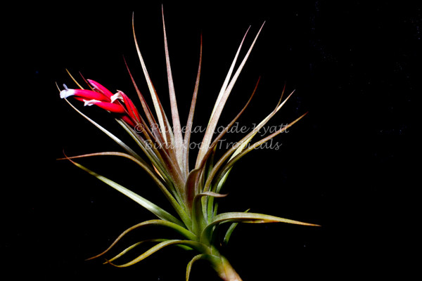 Tillandsia caulescens x aeranthos - Bird Rock Tropicals