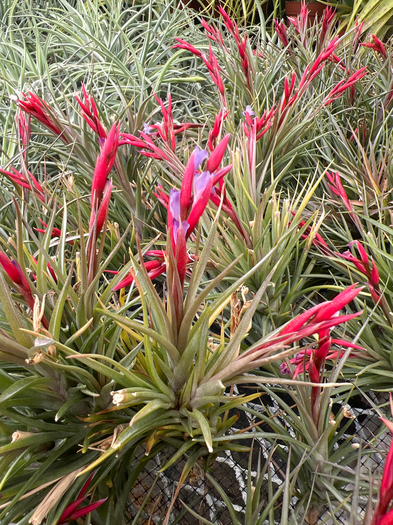 Tillandsia caulescens x aeranthos - Bird Rock Tropicals