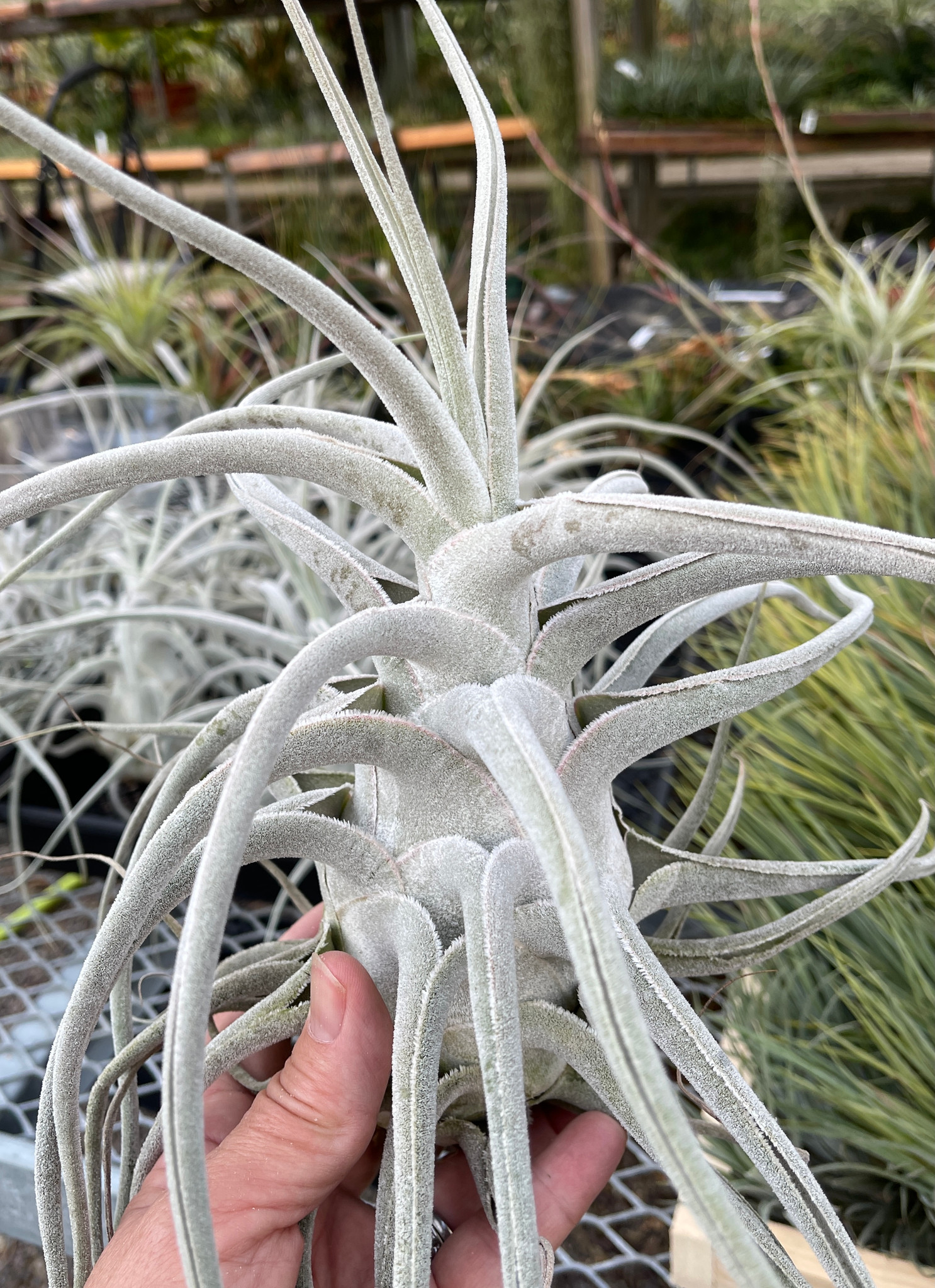Tillandsia ehlersiana, specimen - Bird Rock Tropicals