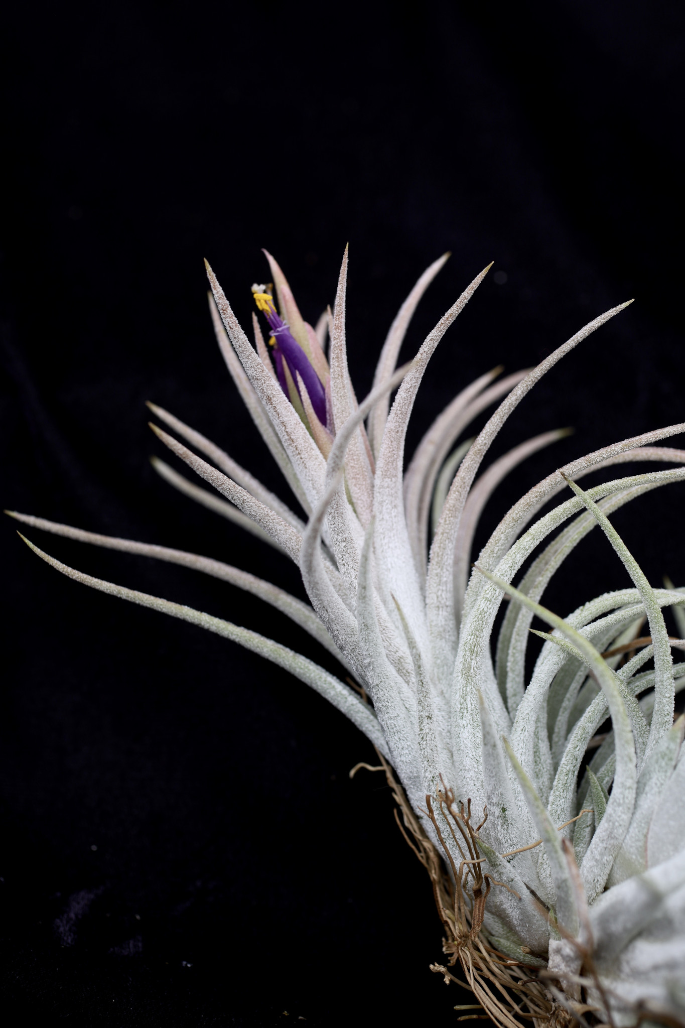 Tillandsia Night-Light (T. mitlaensis x chiapensis) - Bird