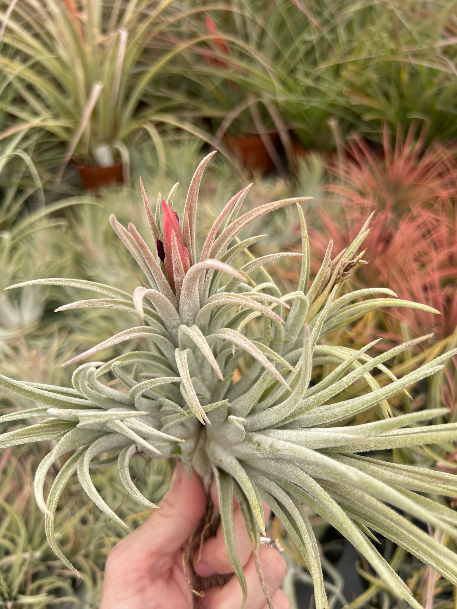 Tillandsia Night-Light (T. mitlaensis x chiapensis) - Bird Rock