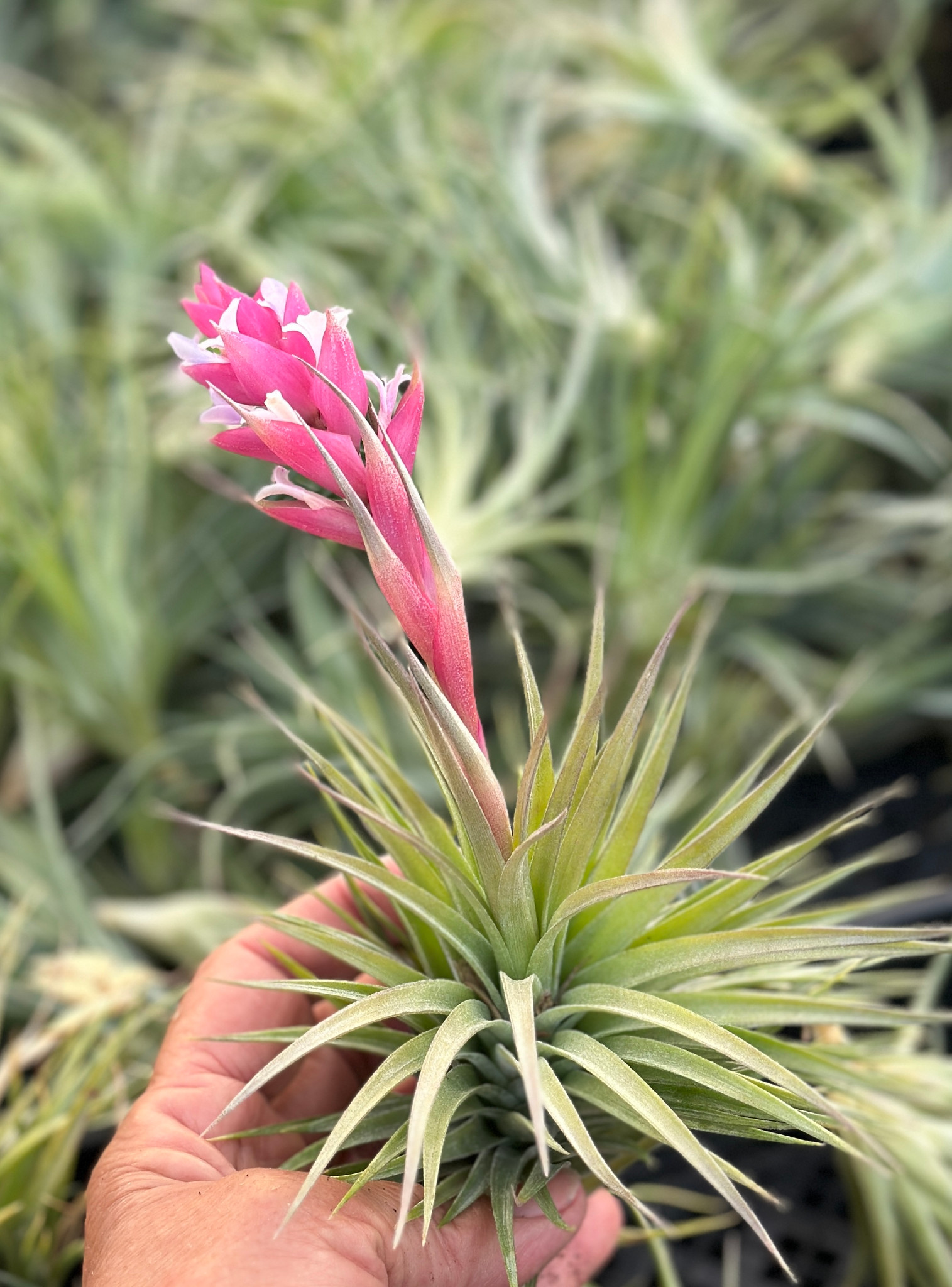 Tillandsia Bellissima (T. neglecta x sucrei)